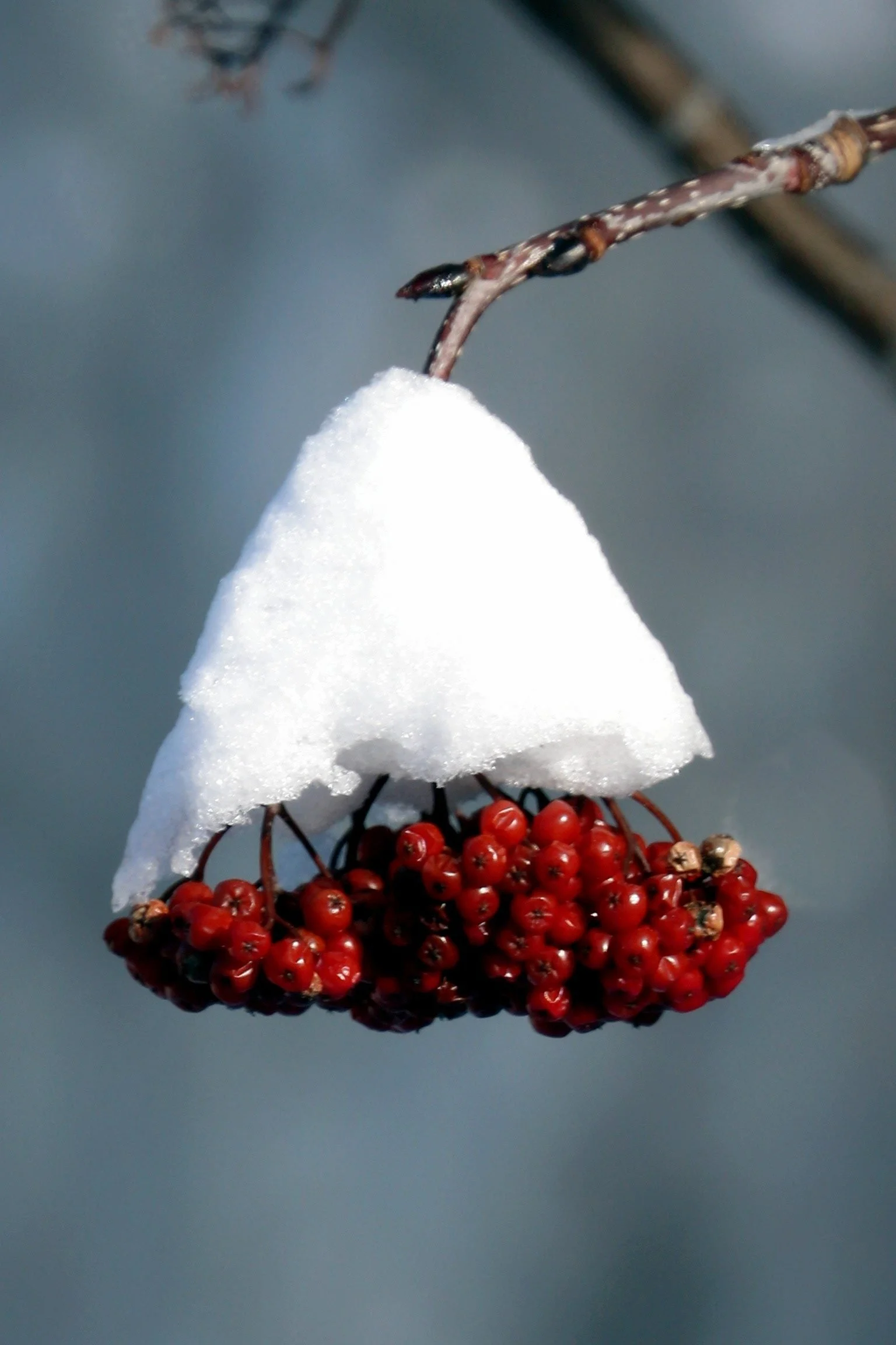 Capped Mountain Berries