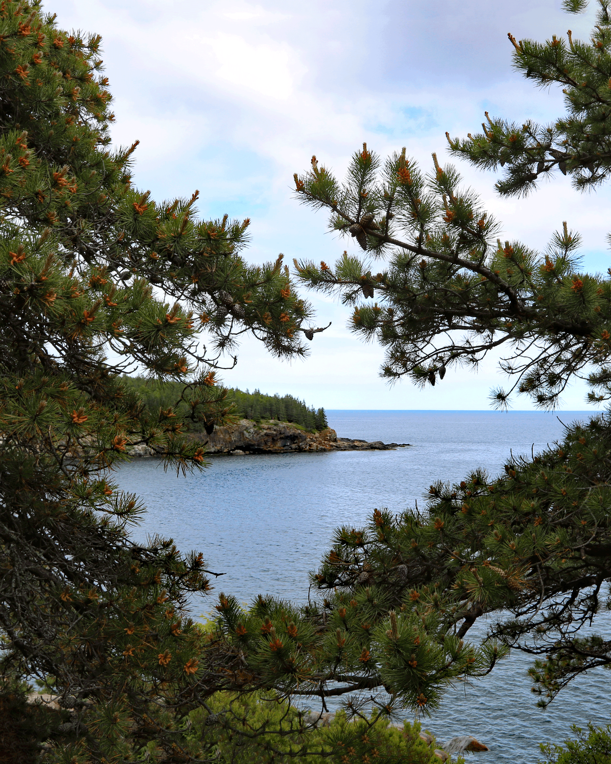 Peaking Through the Trees