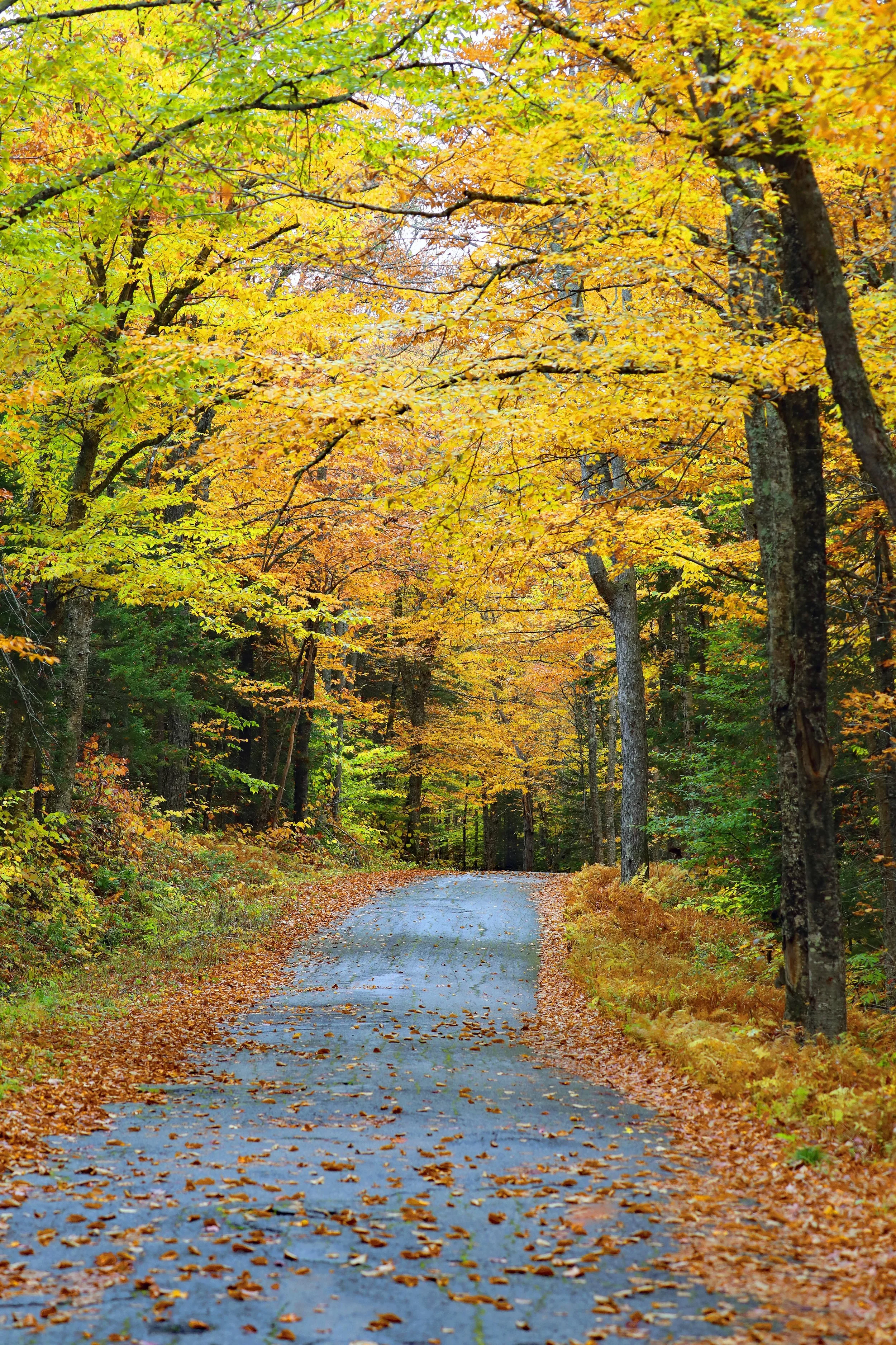 Serene Fall Road
