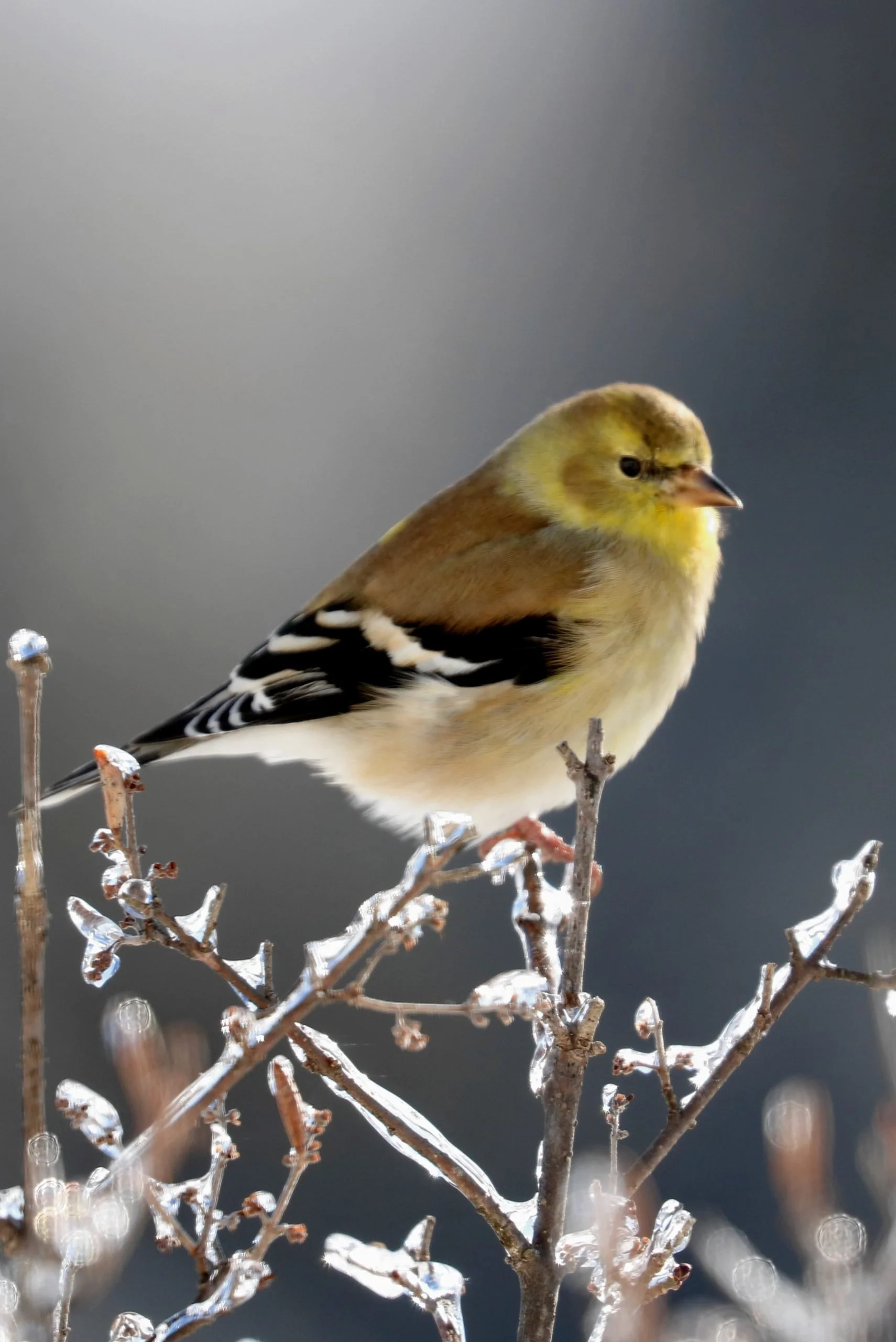 "My Feet are Cold" - Gold Finch