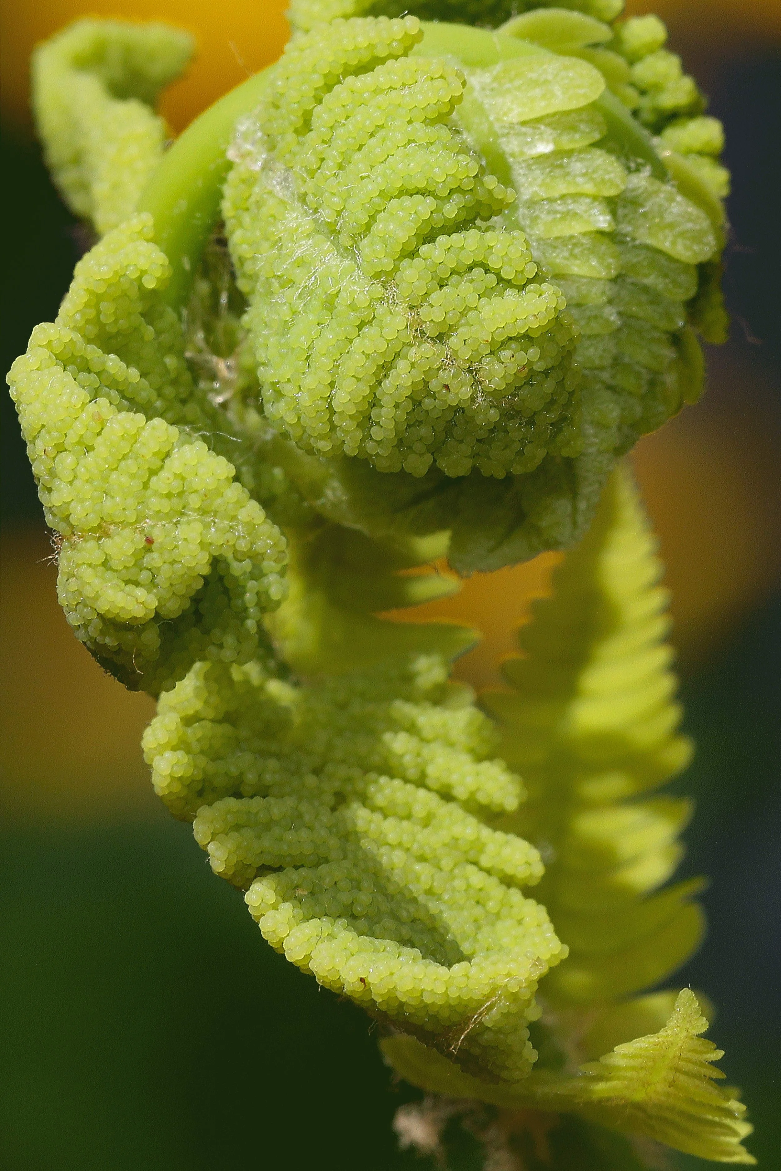 Fiddlehead