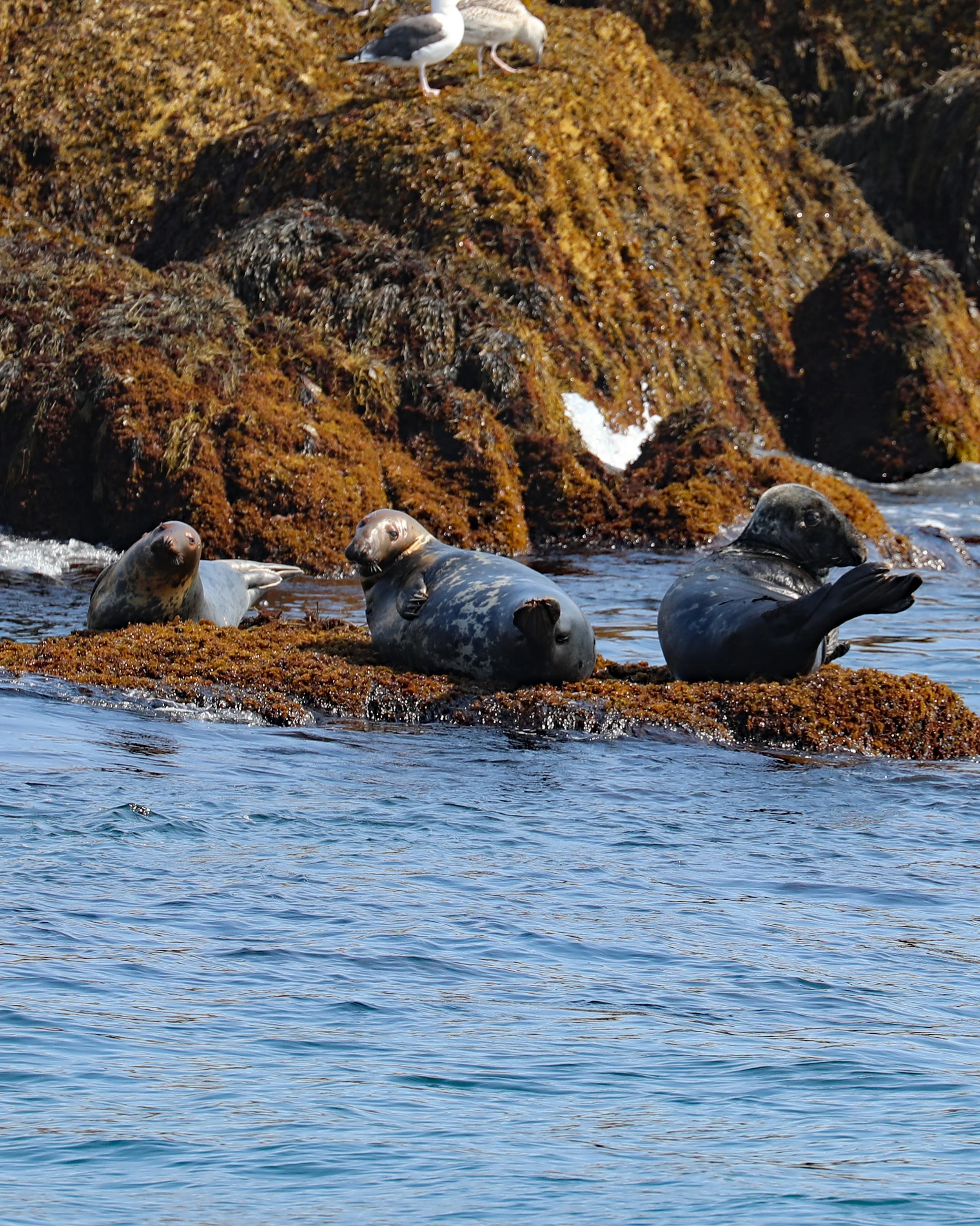 Gray Seals
