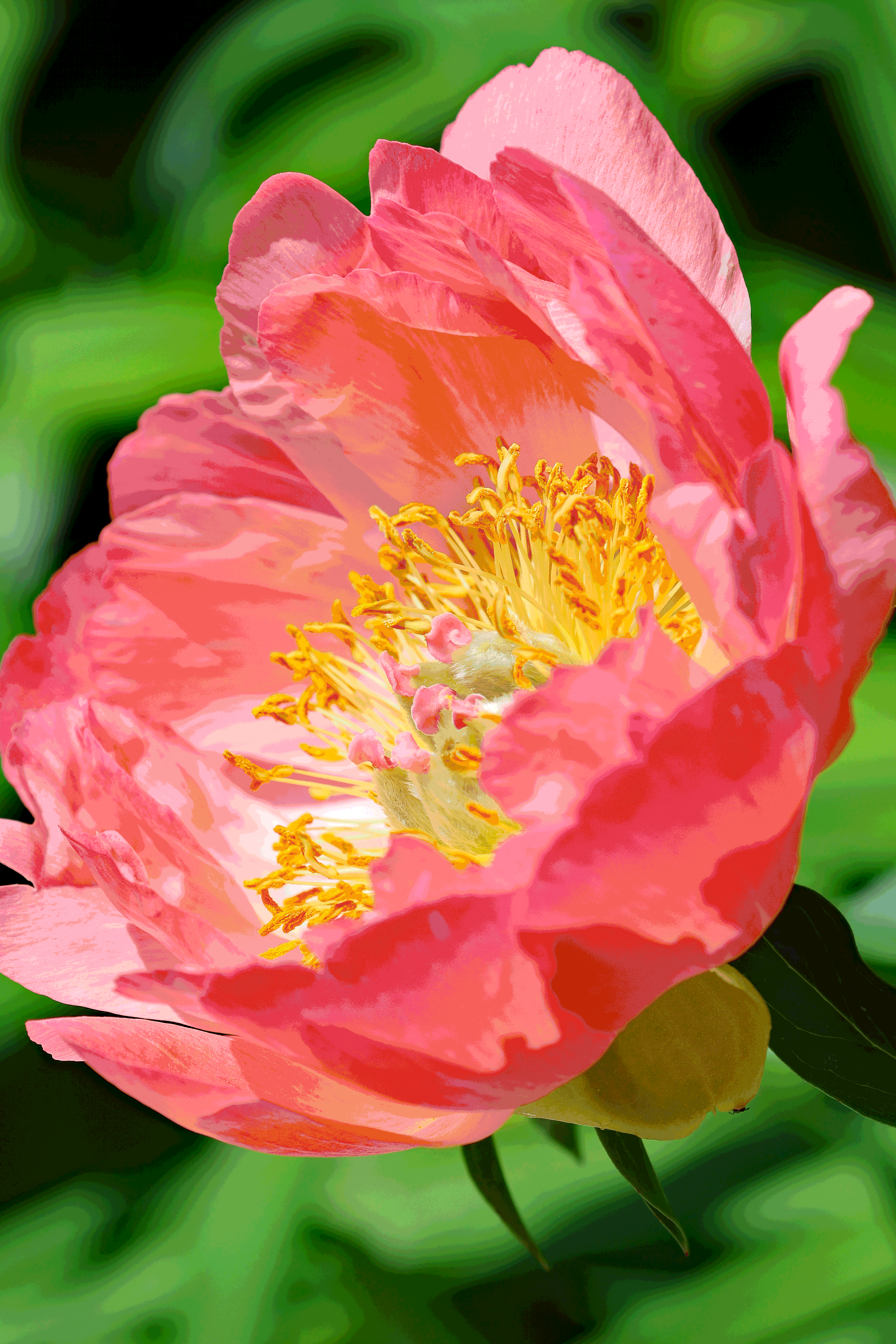 Peony