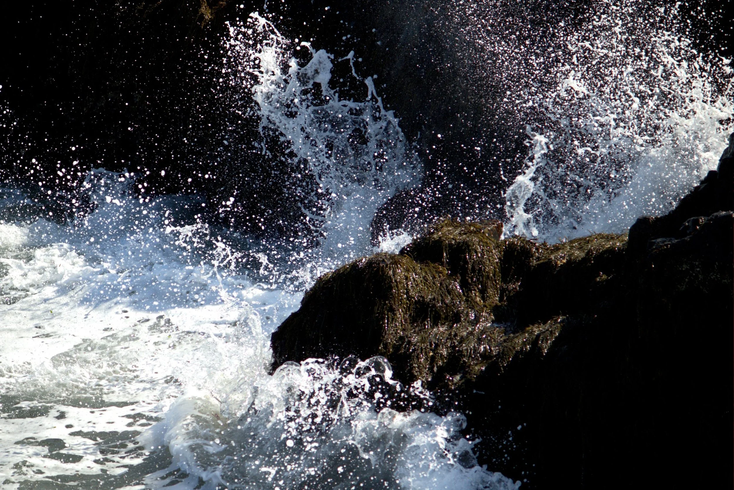 Can you find the moose?