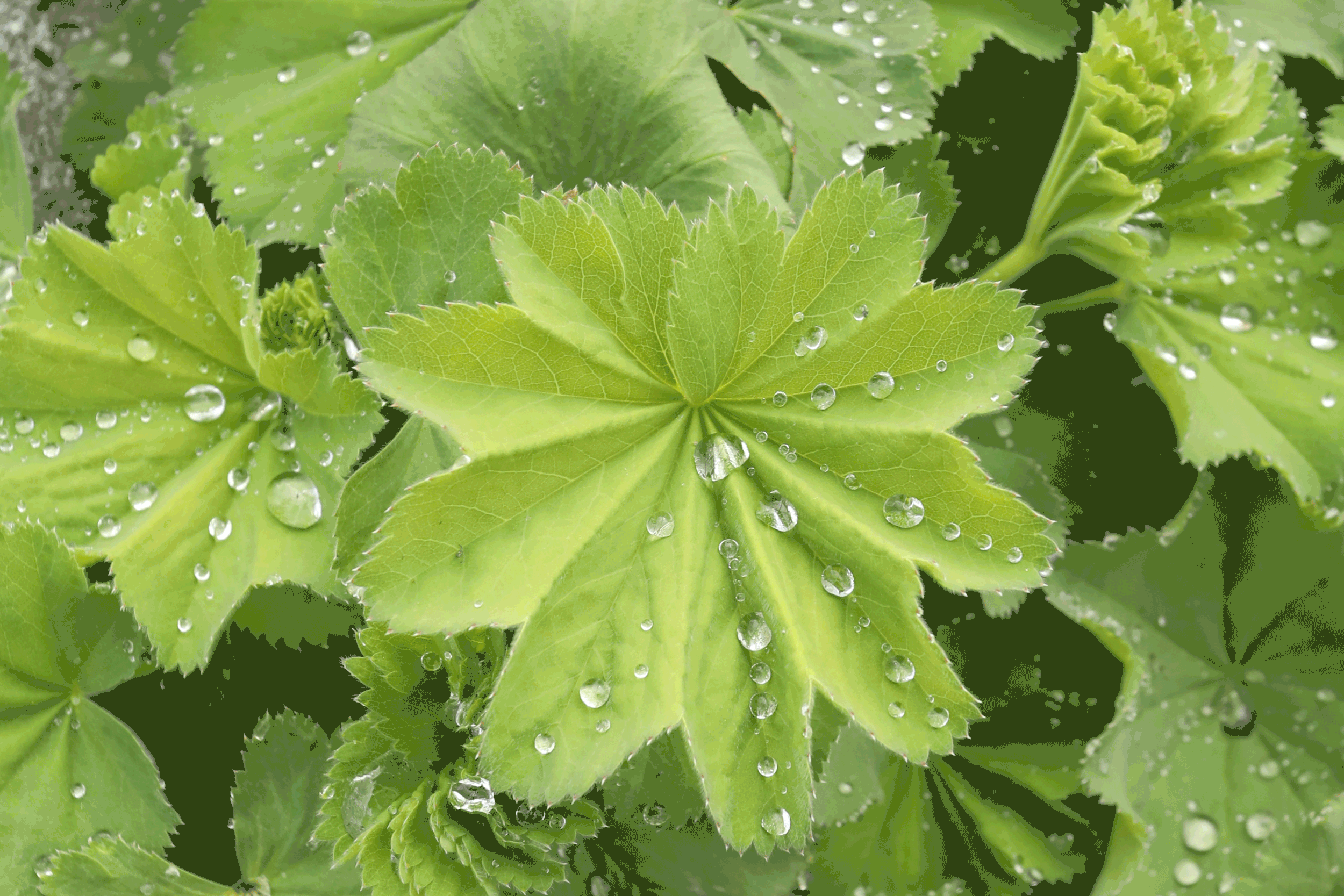 Rain Drops on Lady's Mantle