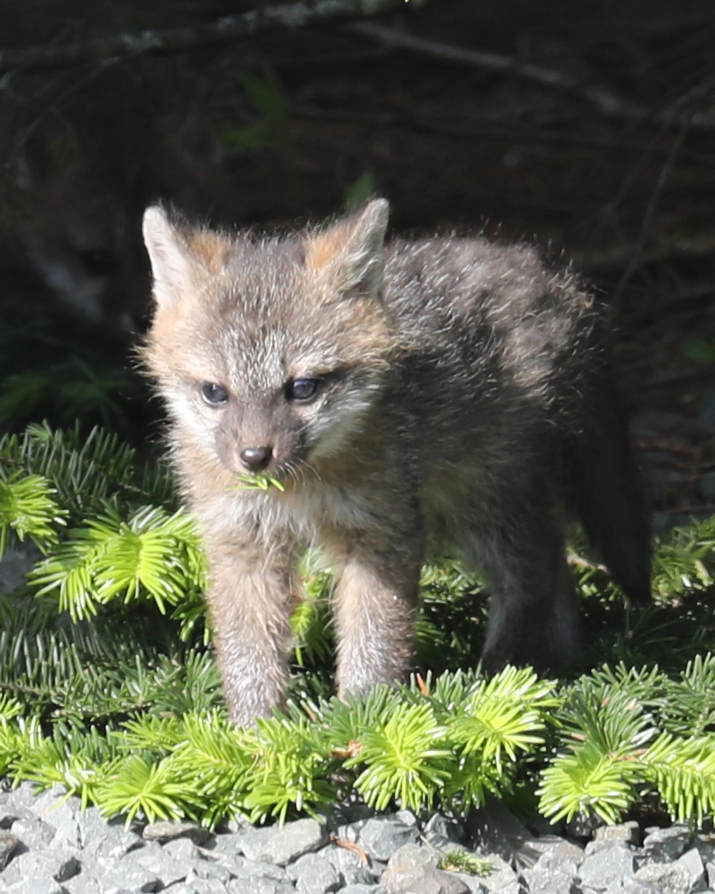 Baby Gray Fox