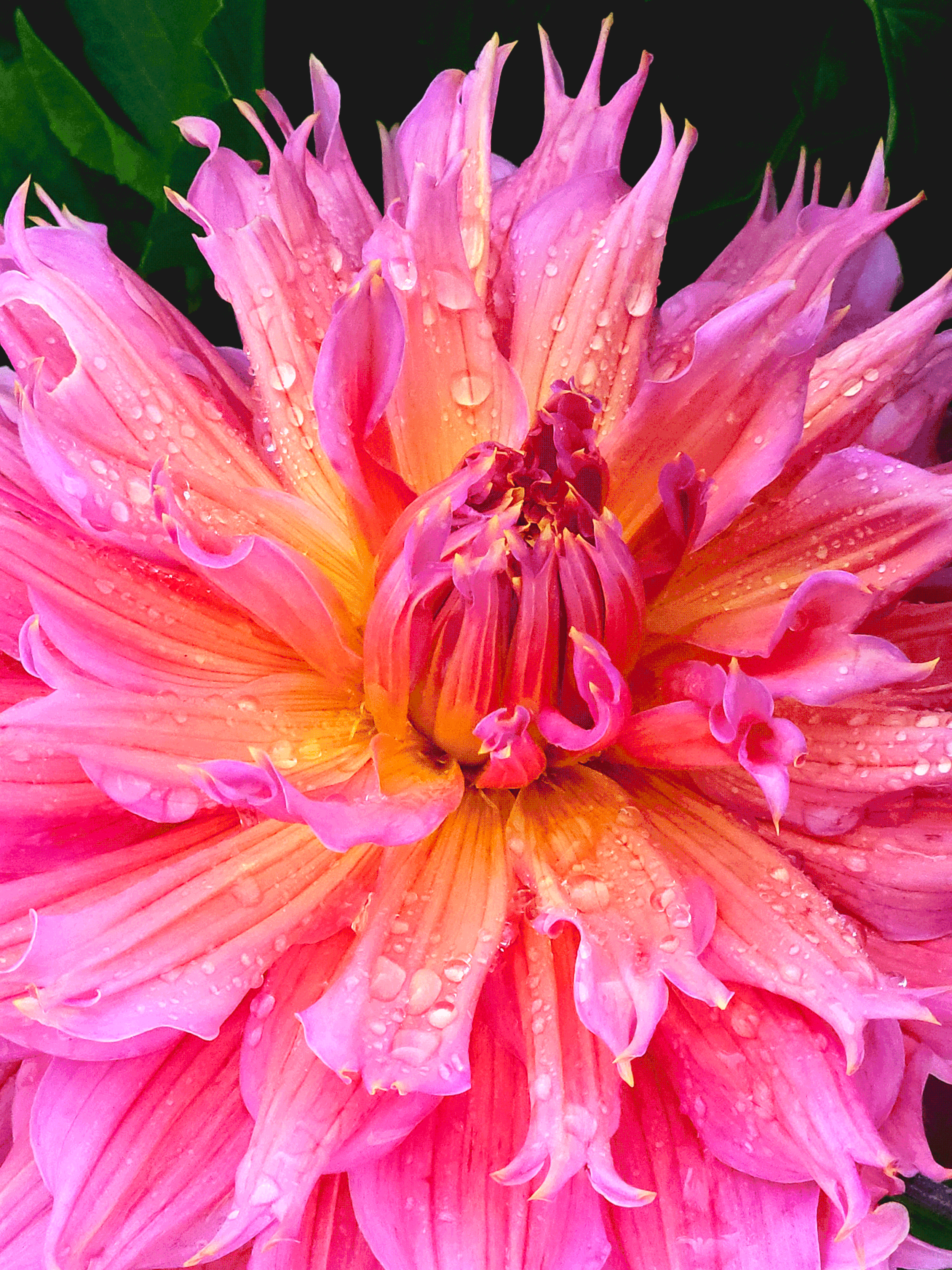 Plate Dahlia After Summer Rain