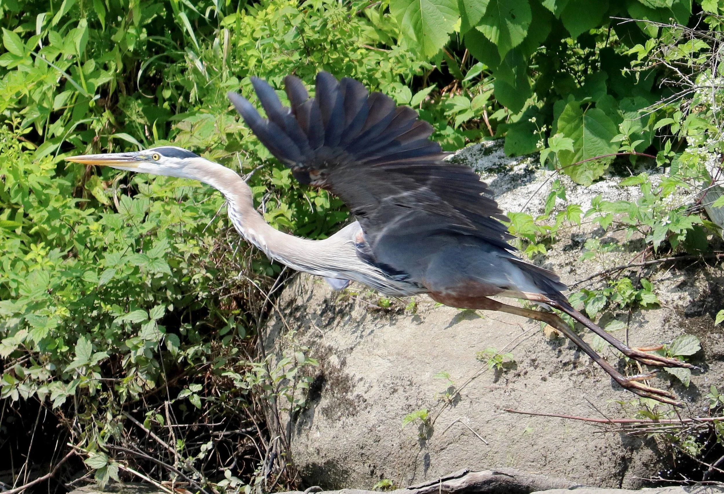 Blue Heron in Flight