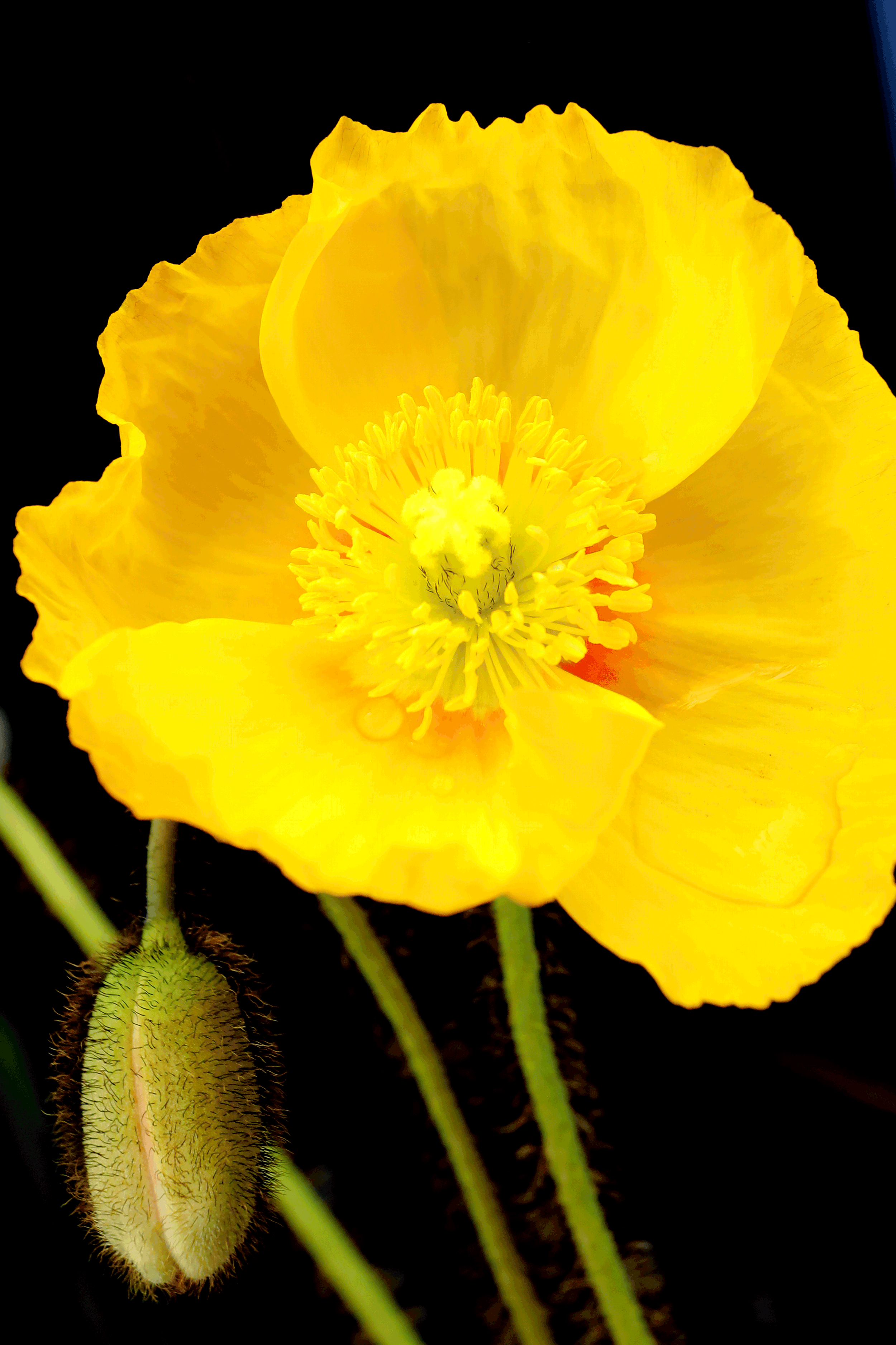 Yellow Poppy
