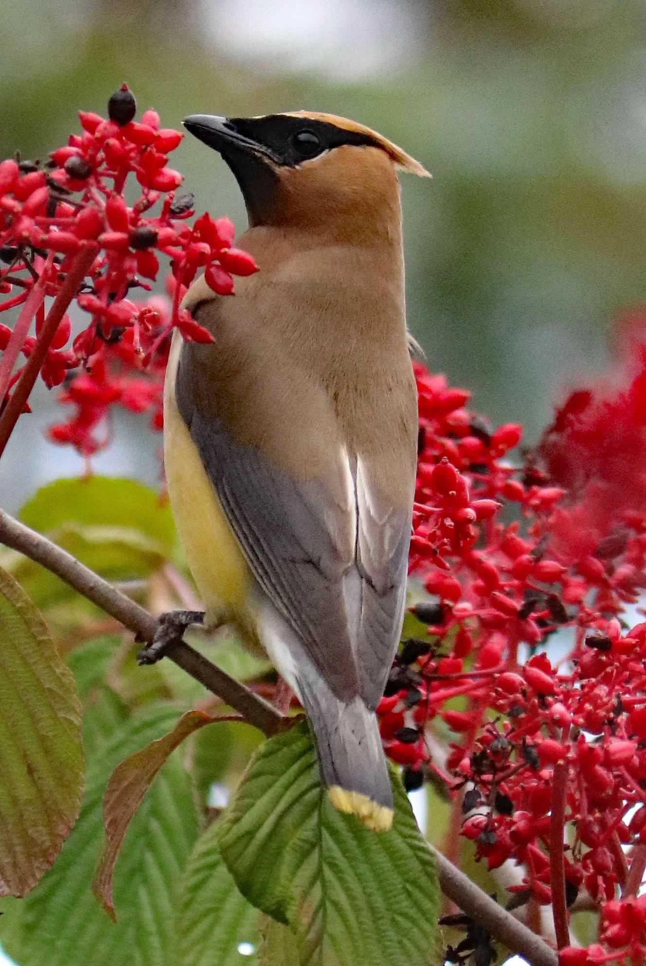 Cedar Wax Wing