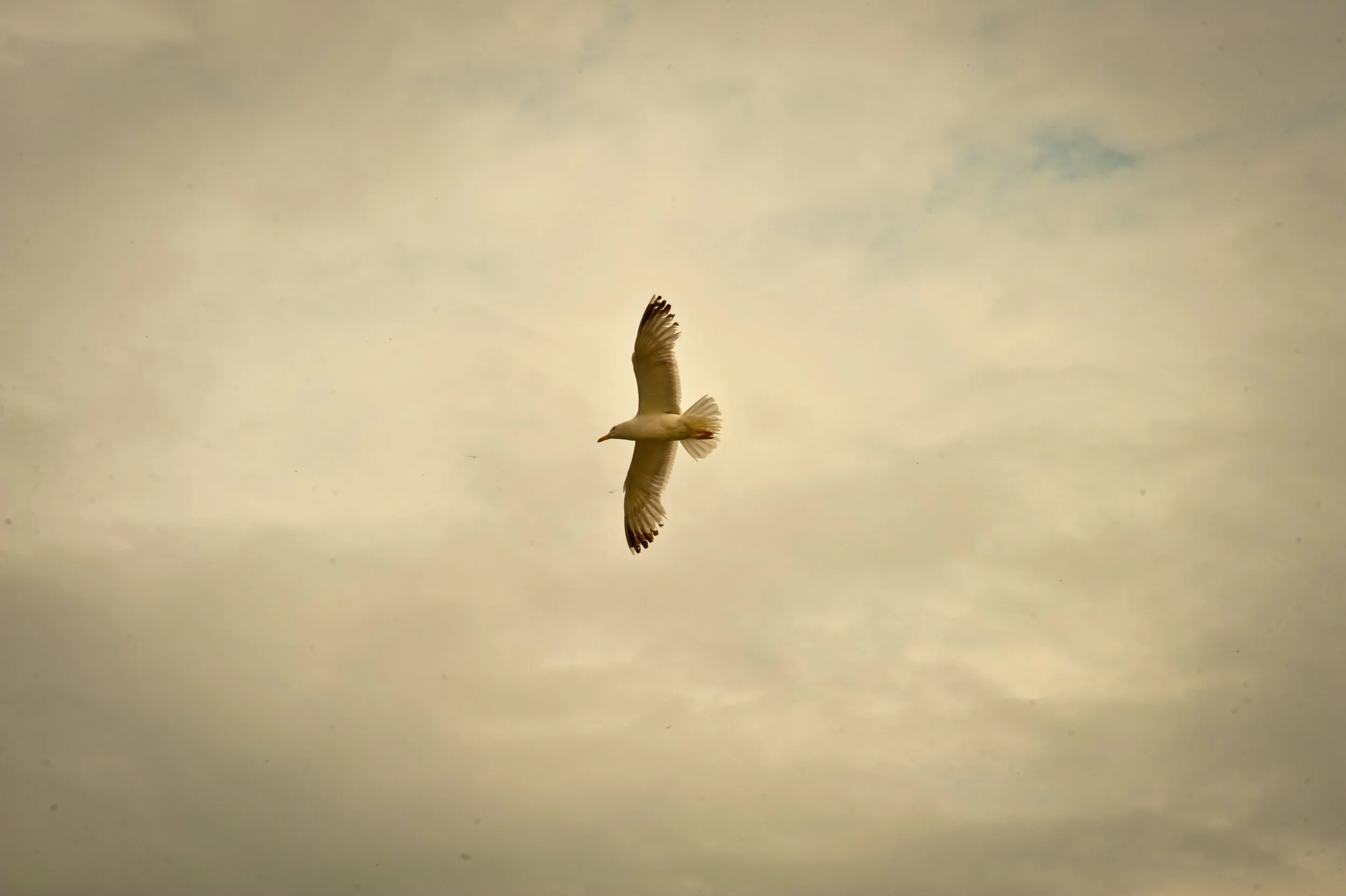 A bird flying in the sky with a cloudy background.