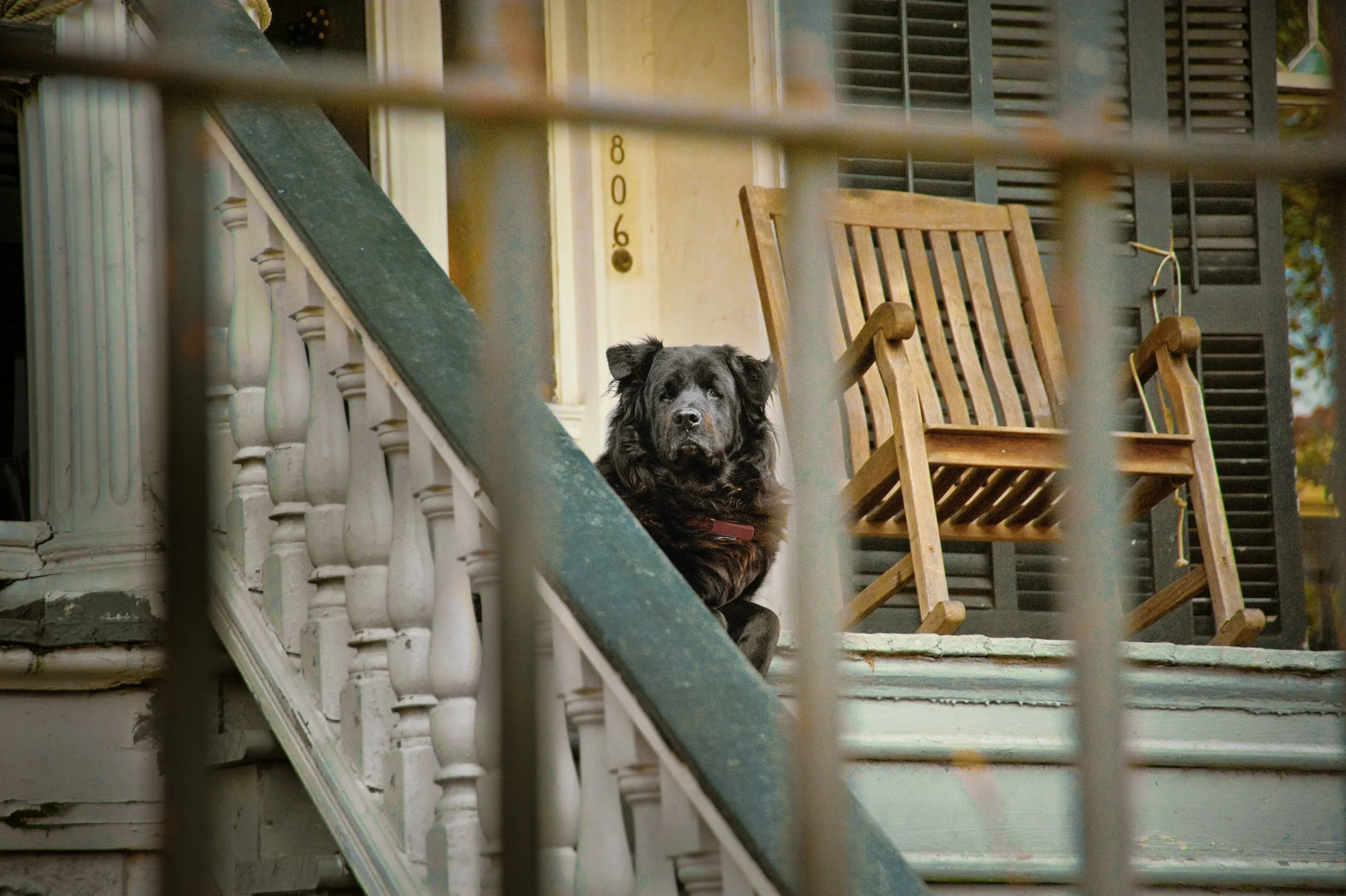 Black dog sitting on porch near wooden chair, seen through metal railing bars.