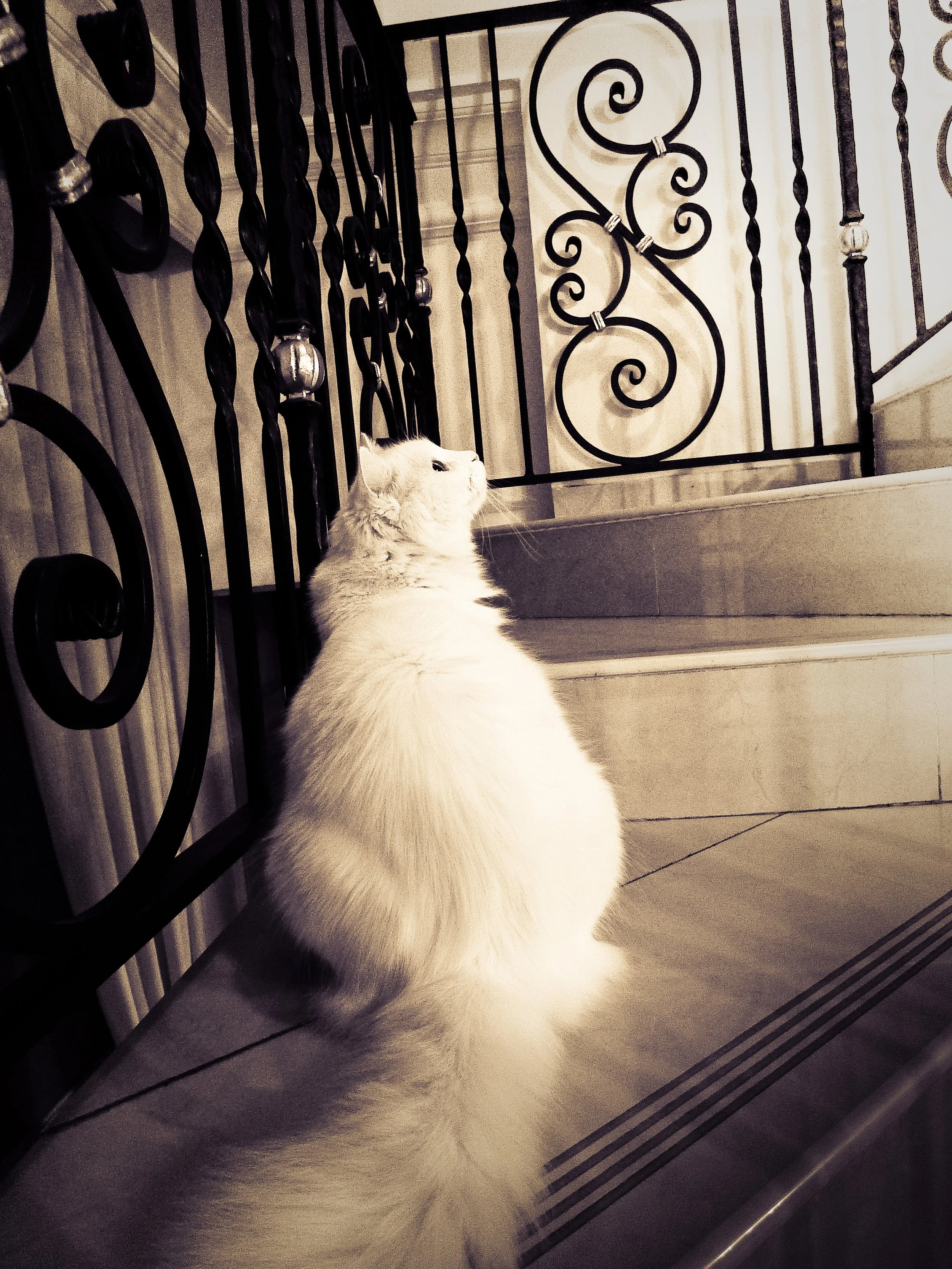 White fluffy cat sitting on tiled floor near decorative iron staircase railing, looking up.