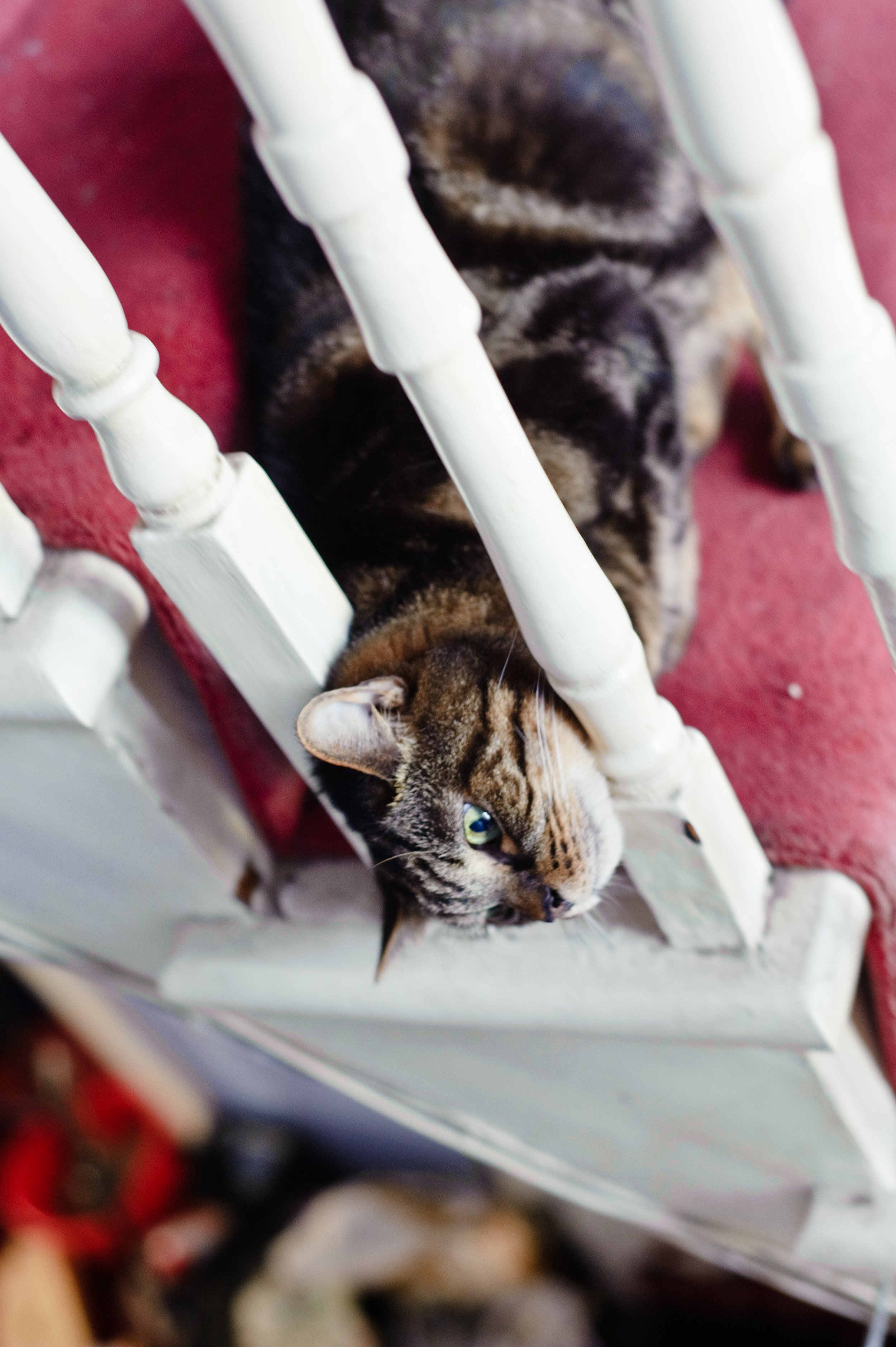 A tabby cat with green eyes lying on its side under a white wooden chair with a red carpet in the background.