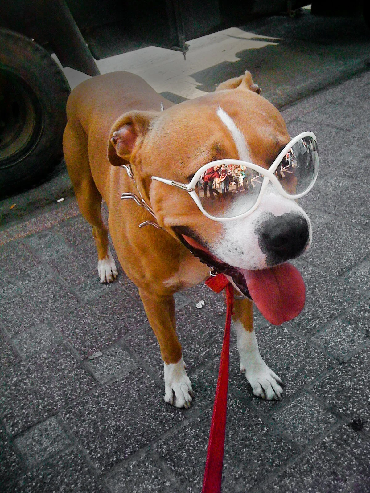 A happy dog wearing sunglasses and a red leash, standing on a sidewalk.