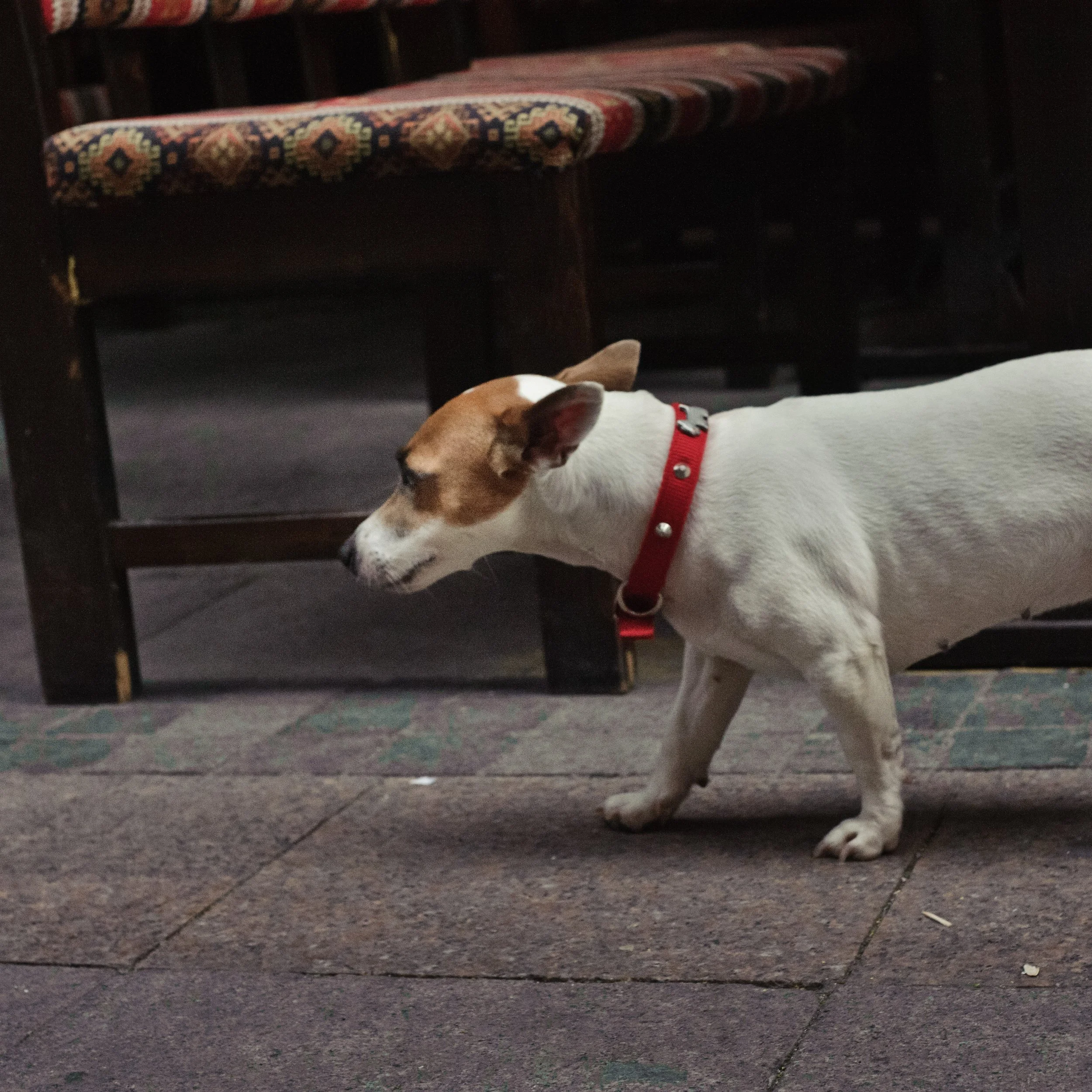 A small white dog with a light brown patch on its face, wearing a red collar, is stretching its front legs on the ground indoors.