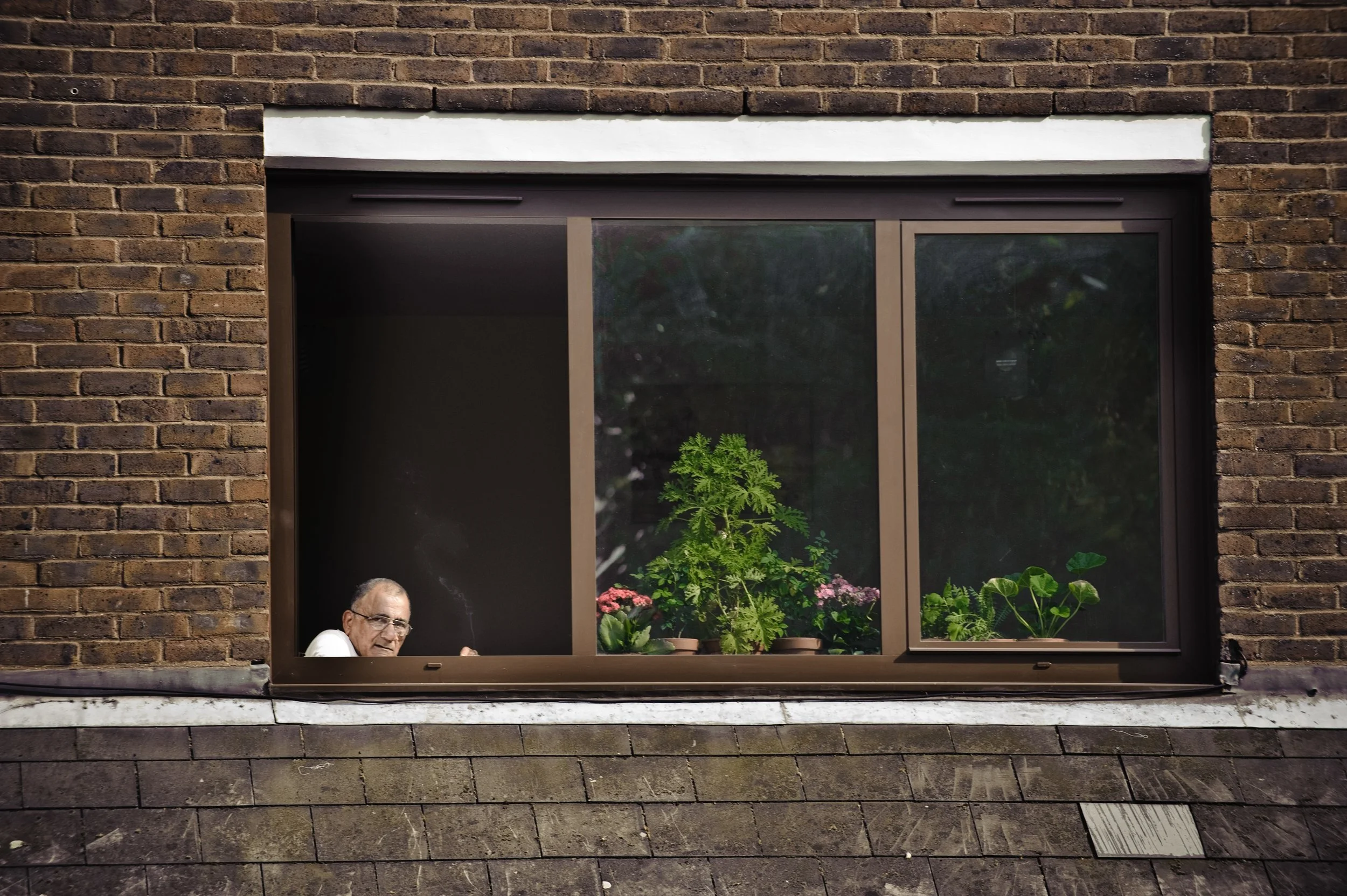 A man with glasses looks out of a window on a brick building's upper floor. The window is open and shows potted plants and greenery inside.
