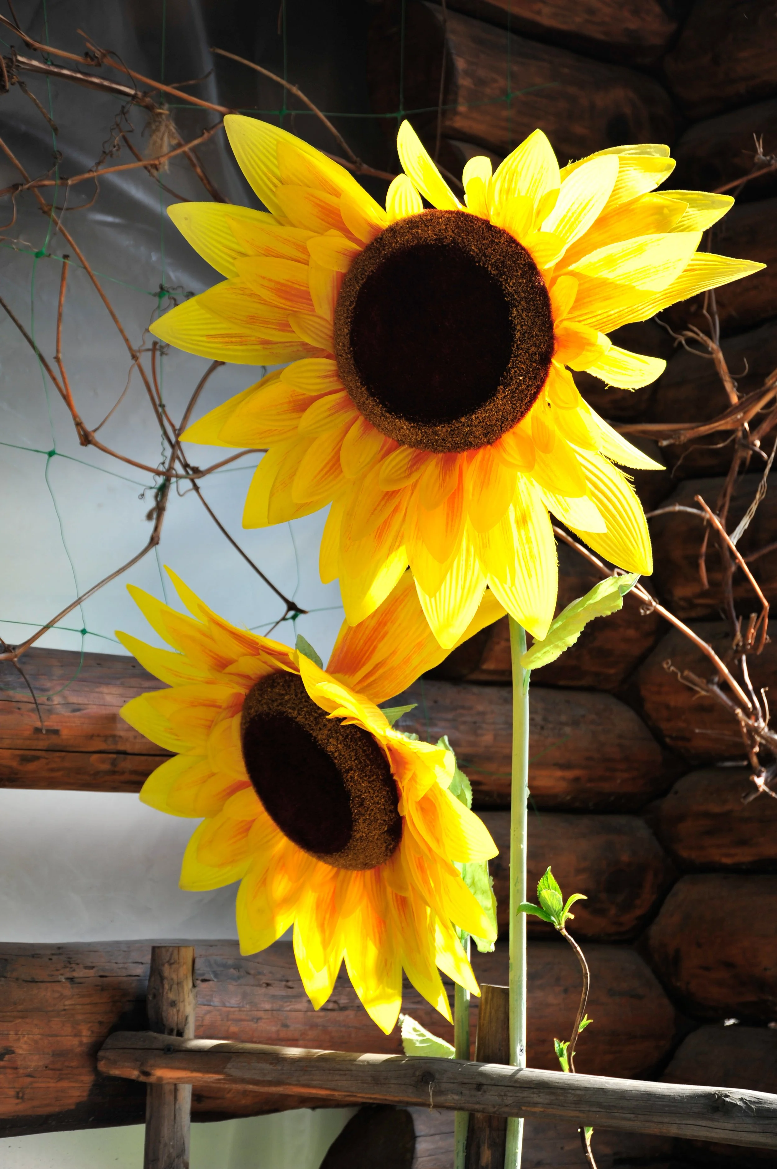 Two bright yellow sunflowers with dark centers growing against a rustic wooden wall and some vine-like plants.