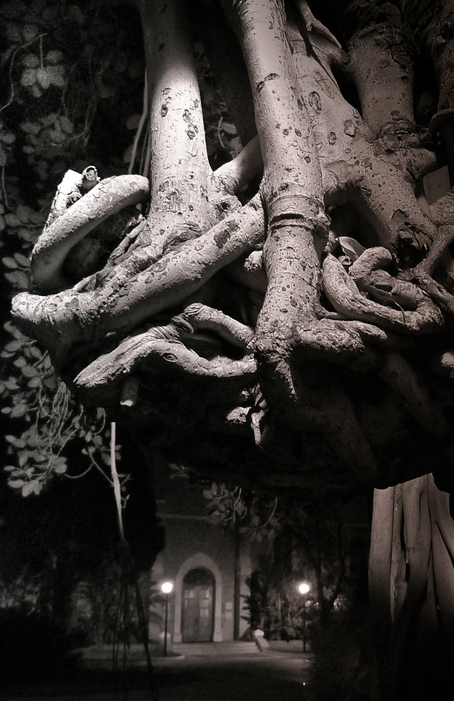 Close-up of thick intertwined tree roots with a building and streetlights in the background at night.