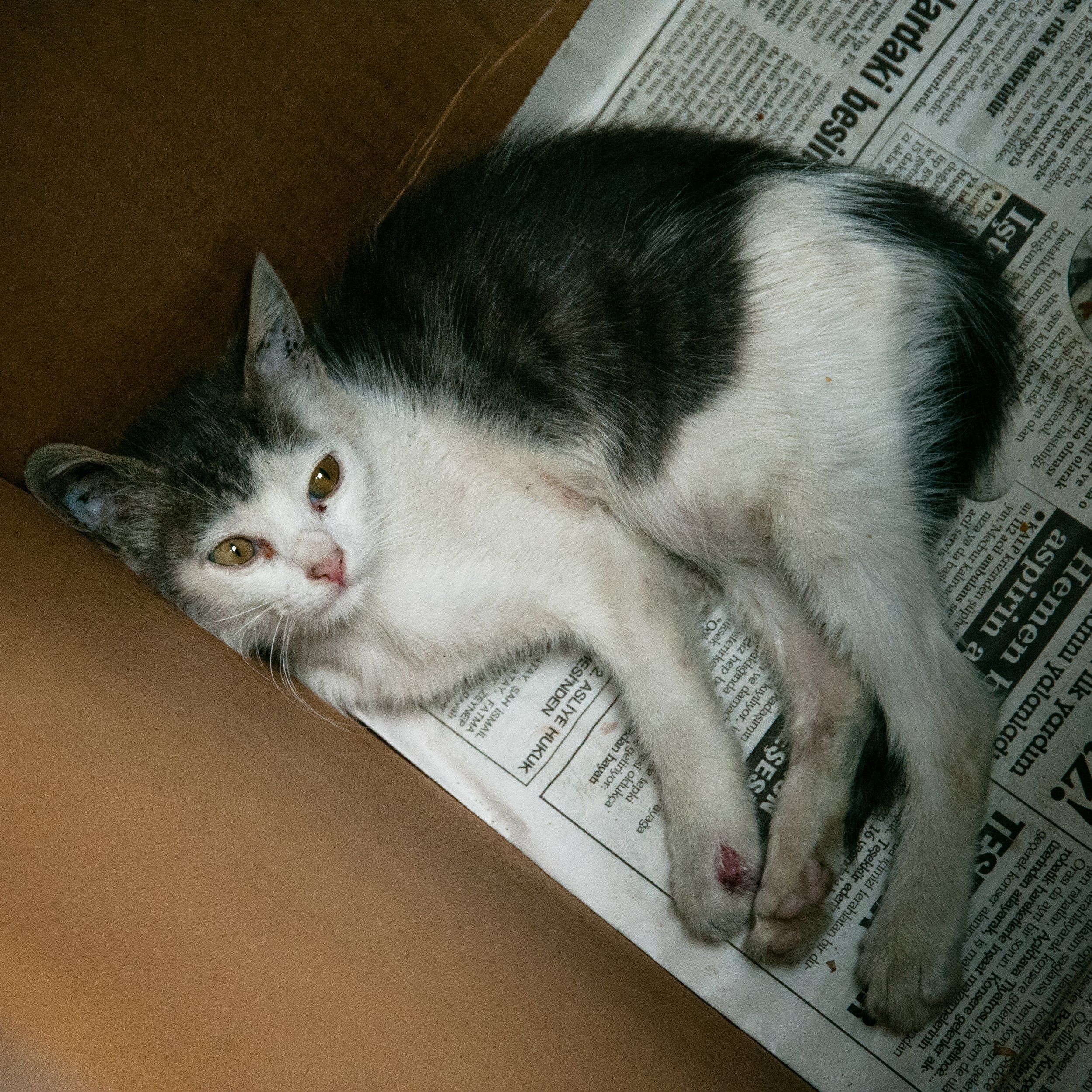 A small black and white kitten lying on a newspaper inside a cardboard box, looking at the camera.