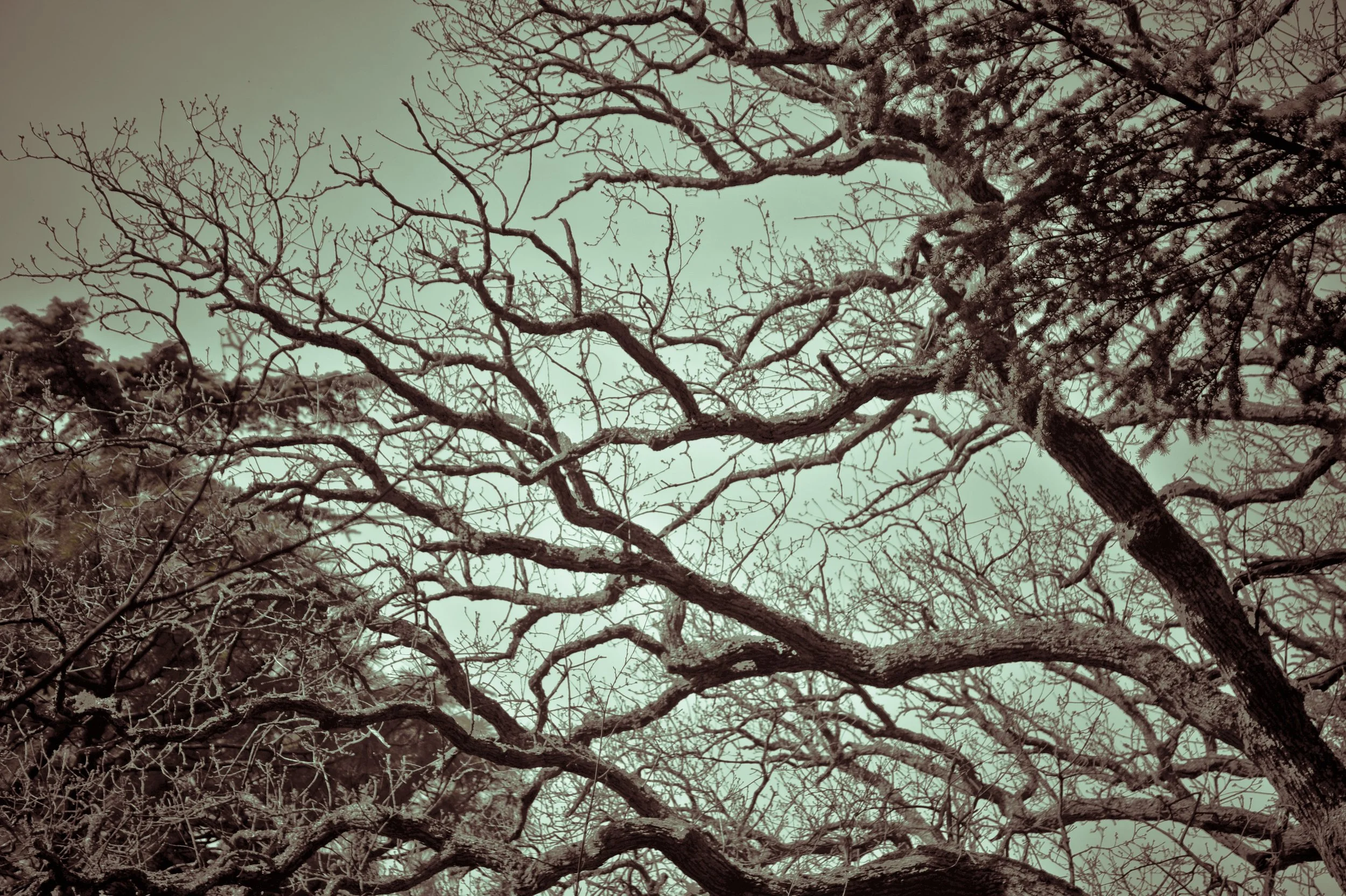 Bare tree branches extending outward against a cloudy sky.
