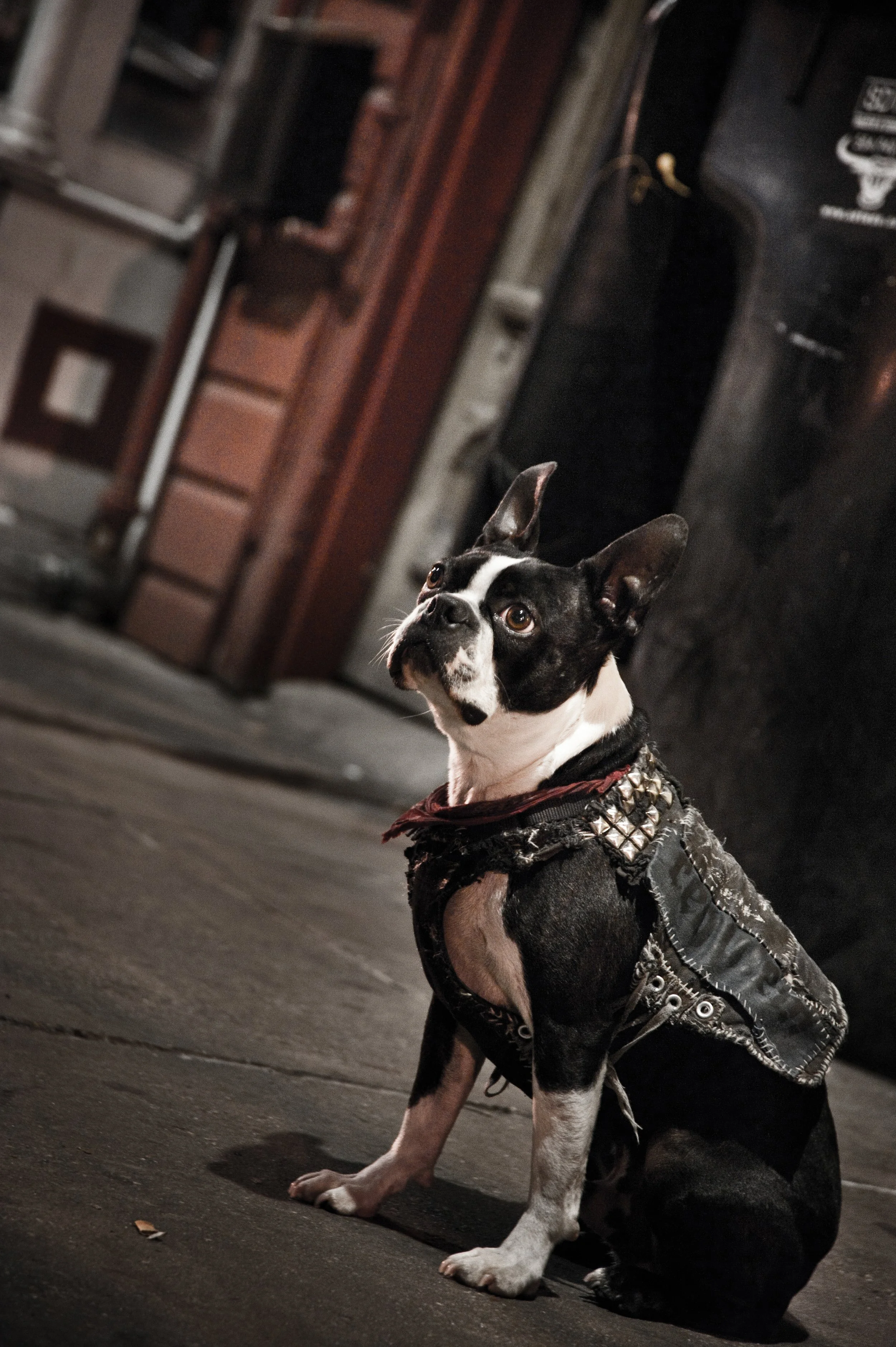 A black and white dog with pointed ears wearing a studded leather jacket sitting on a sidewalk at night.