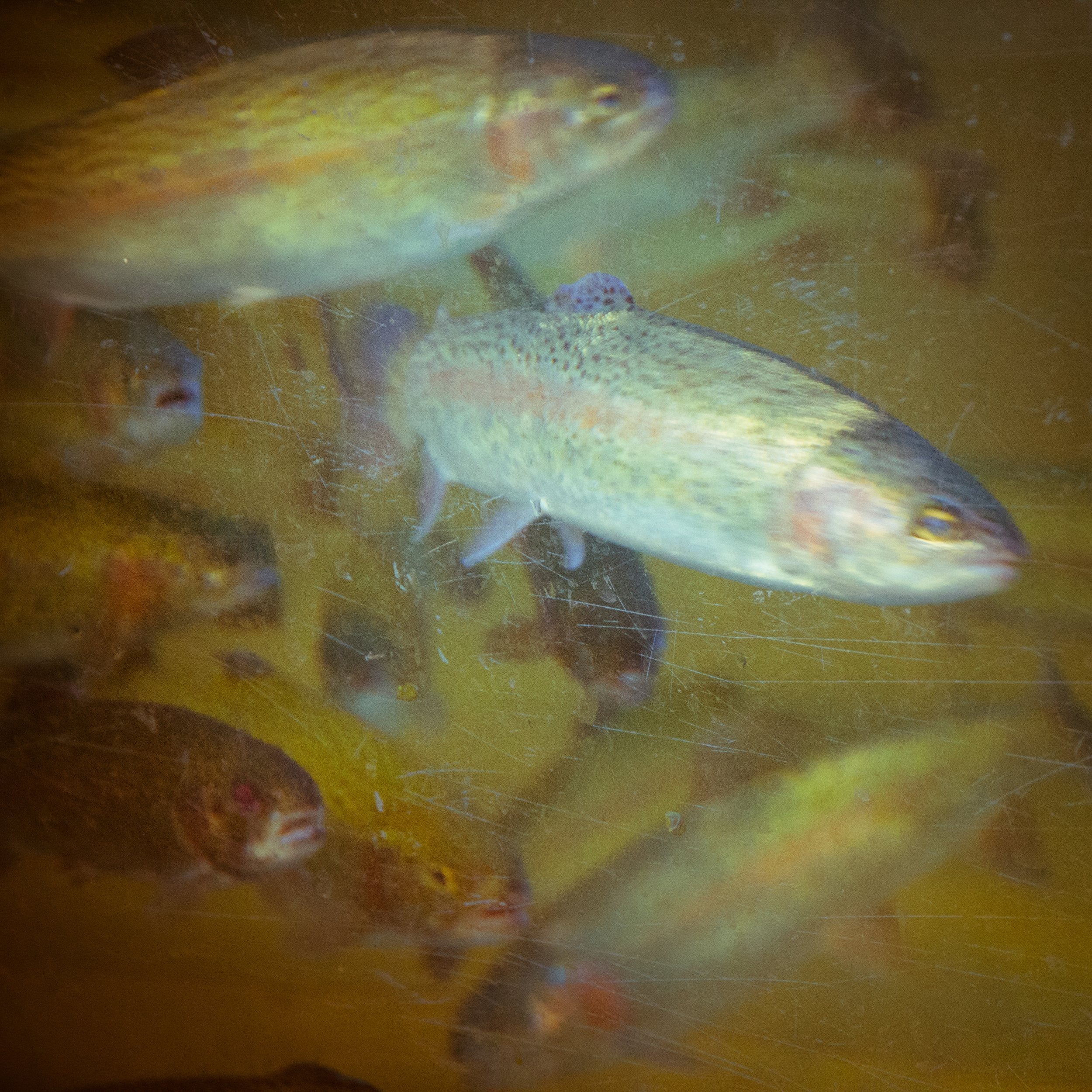 Several fish swimming underwater with murky yellowish water, visible algae, and silvery fish in the foreground.