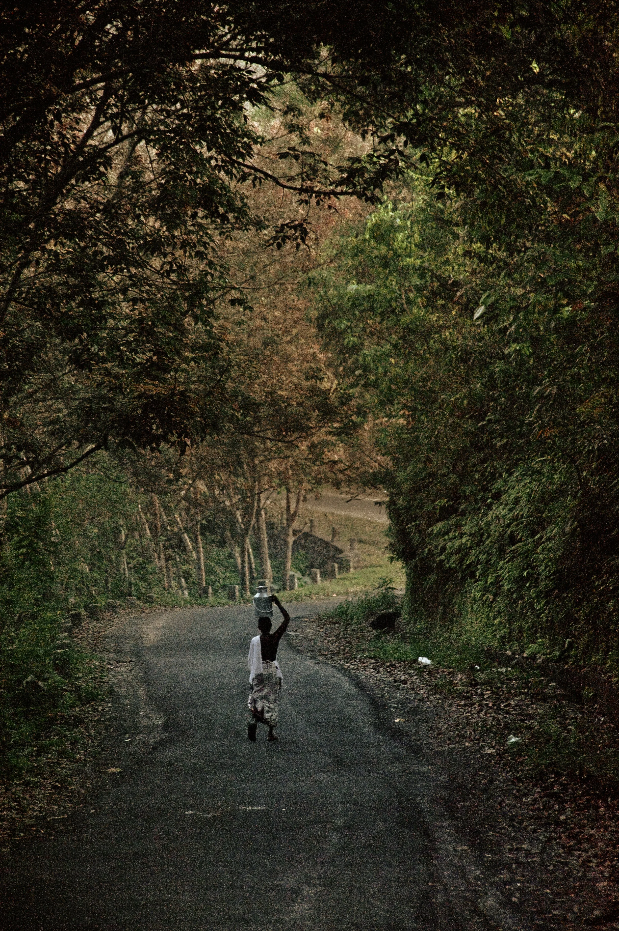 A person walking on a winding dirt road surrounded by dense trees with lush foliage, carrying a container on their head.