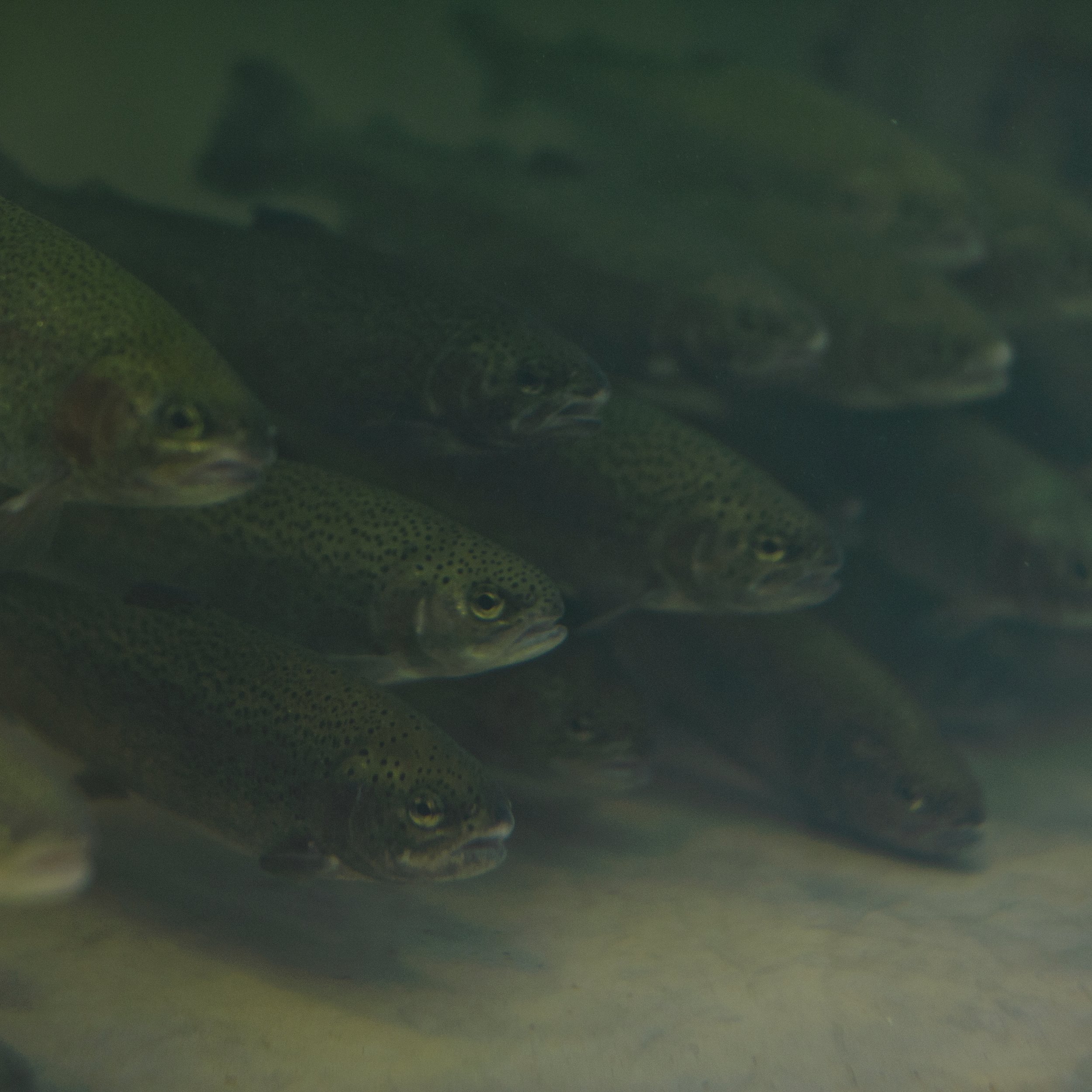 Group of rainbow trout fish swimming underwater