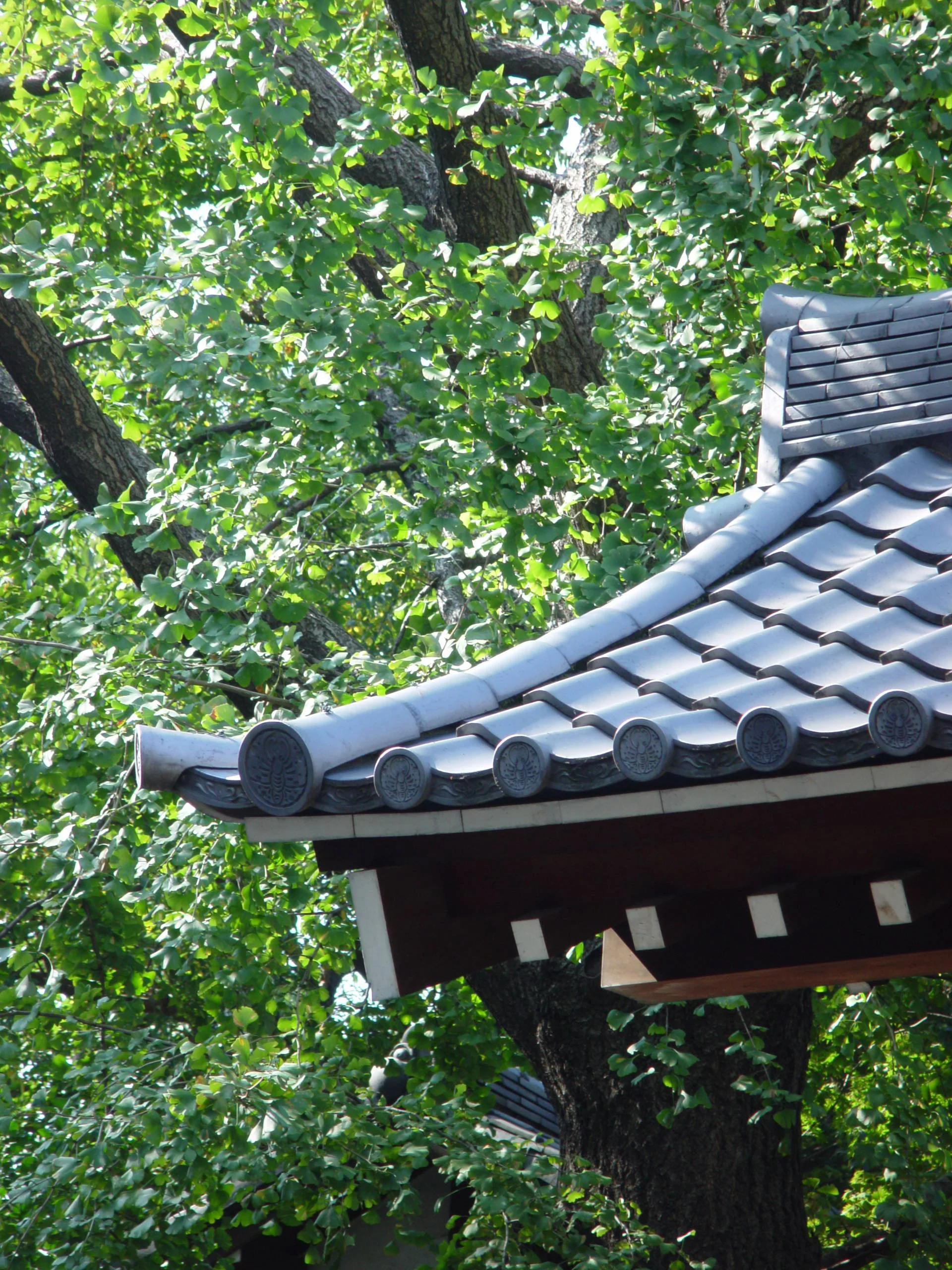 Close-up of the roof of a traditional Japanese building with gray ceramic tiles, surrounded by green leafy trees.