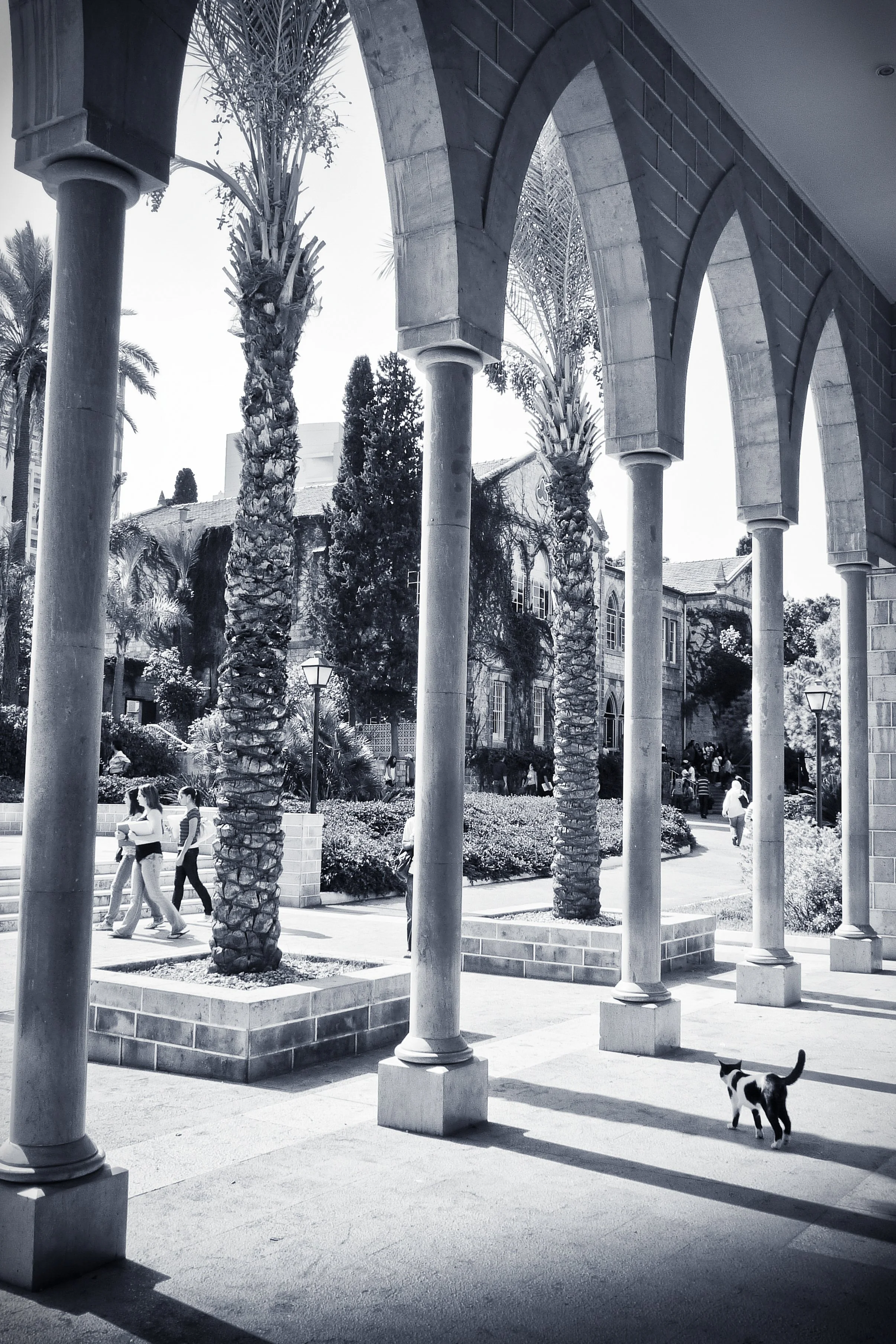 A black and white photo of a courtyard with tall palm trees, benches, and people walking, viewed from under an arched walkway with columns.