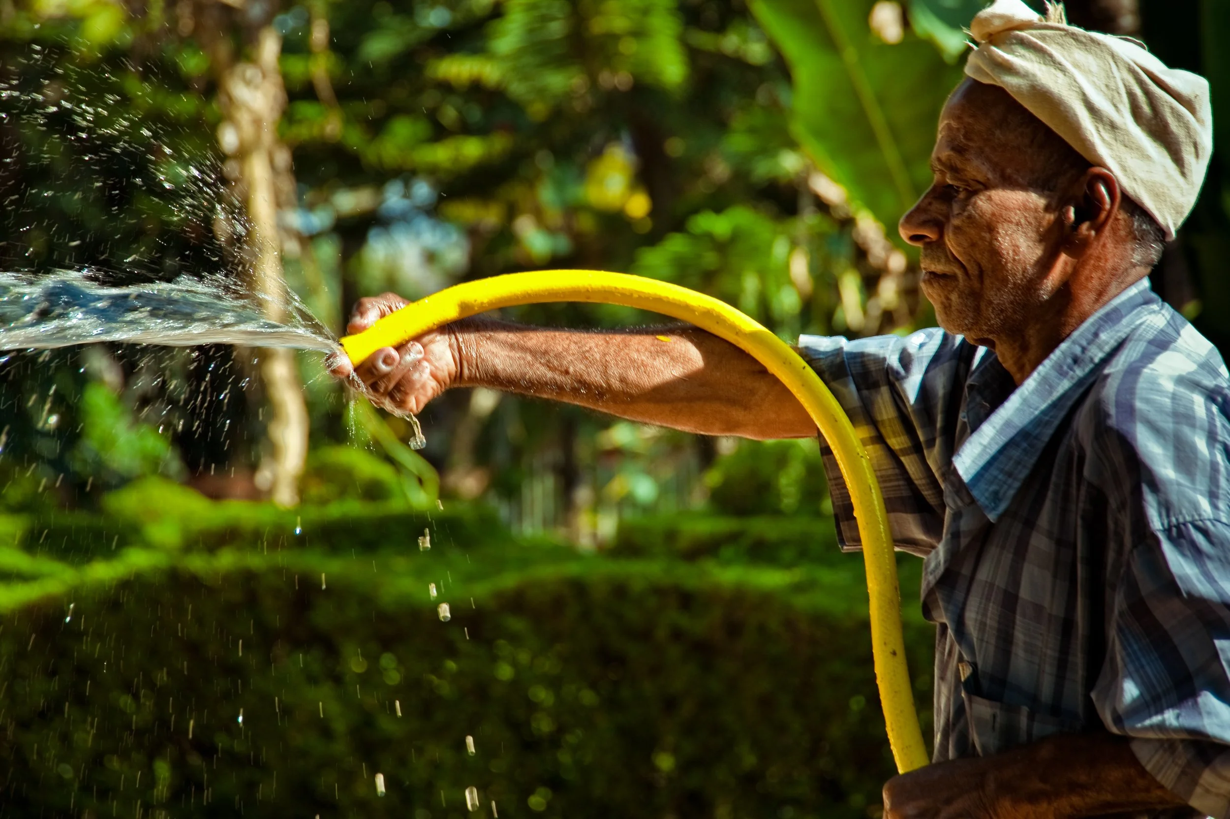 An elderly man wearing a plaid shirt and a beige hat is watering plants with a yellow hose in a lush green garden.