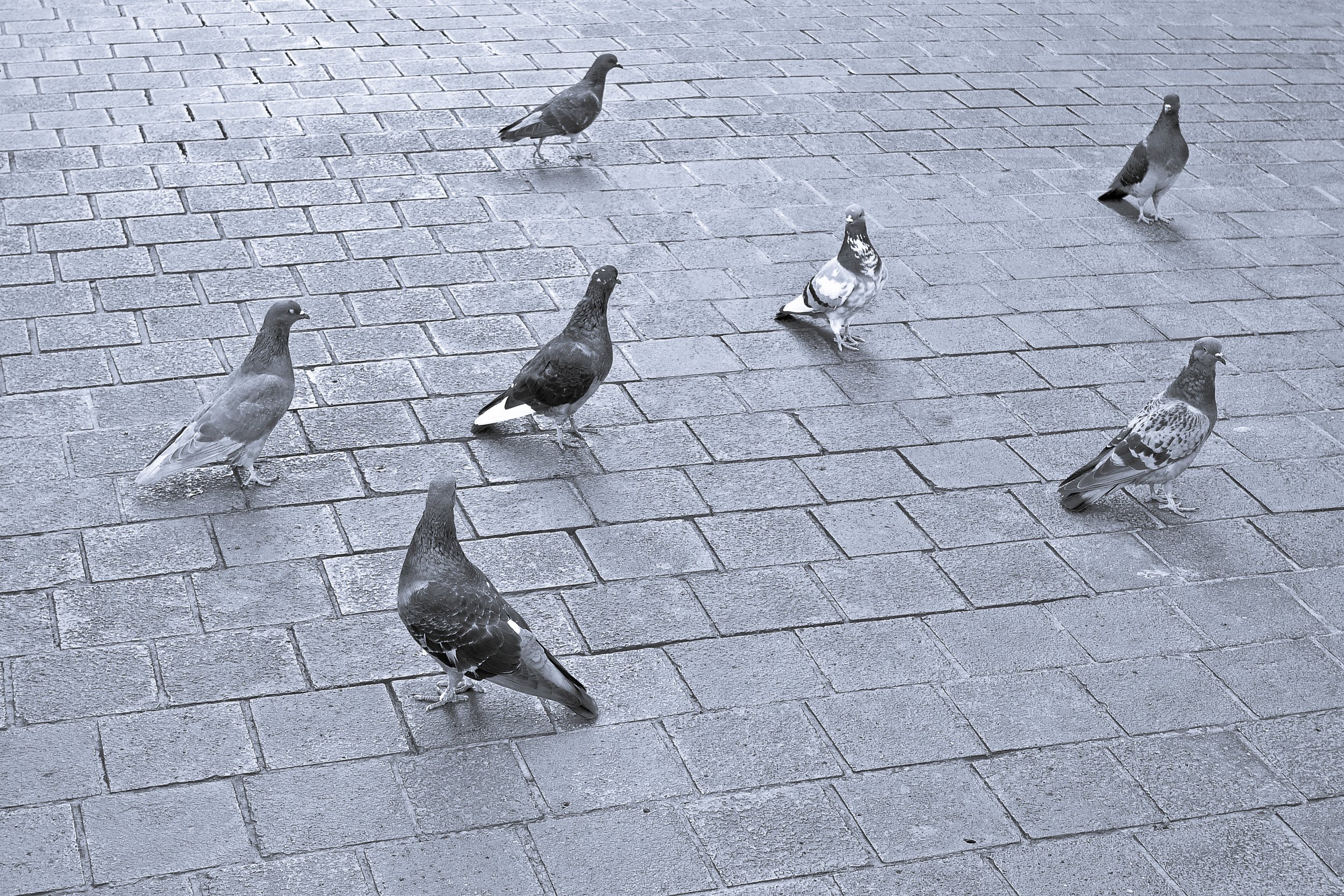 Multiple pigeons standing on a paved brick surface. The image is in black and white.