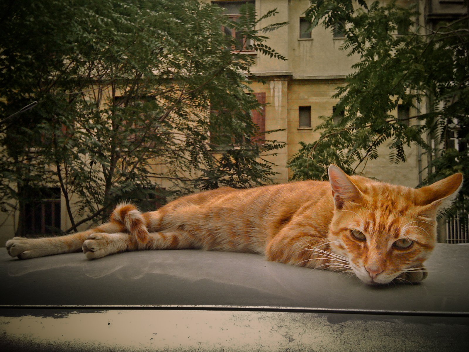 An orange tabby cat lying on a flat surface outdoors, with trees and building in the background.