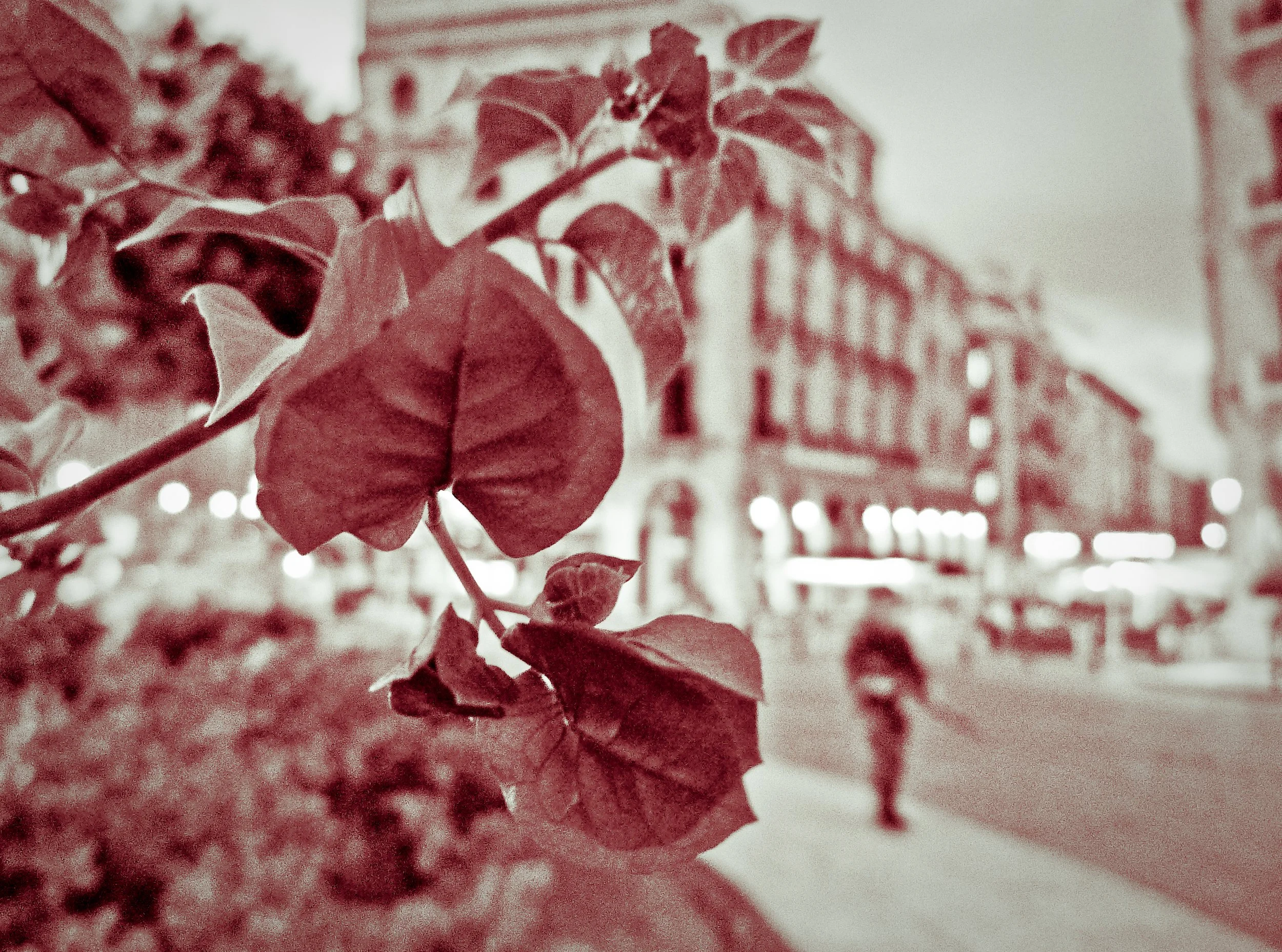 Close-up of leaves on a branch with an urban street scene in the background, including buildings and a person walking.