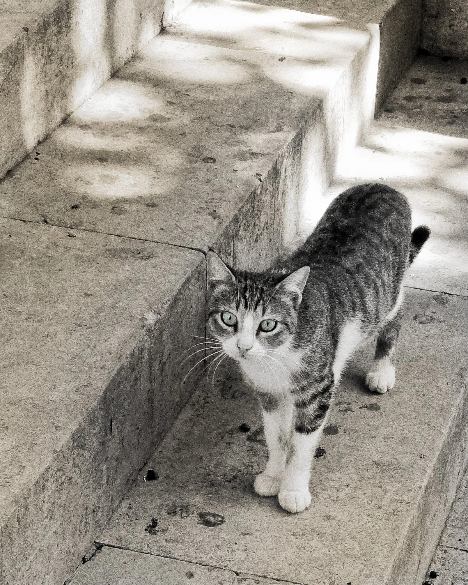 A black and white photo of a tabby cat with white paws standing on a stone sidewalk next to stairs, looking towards the camera.
