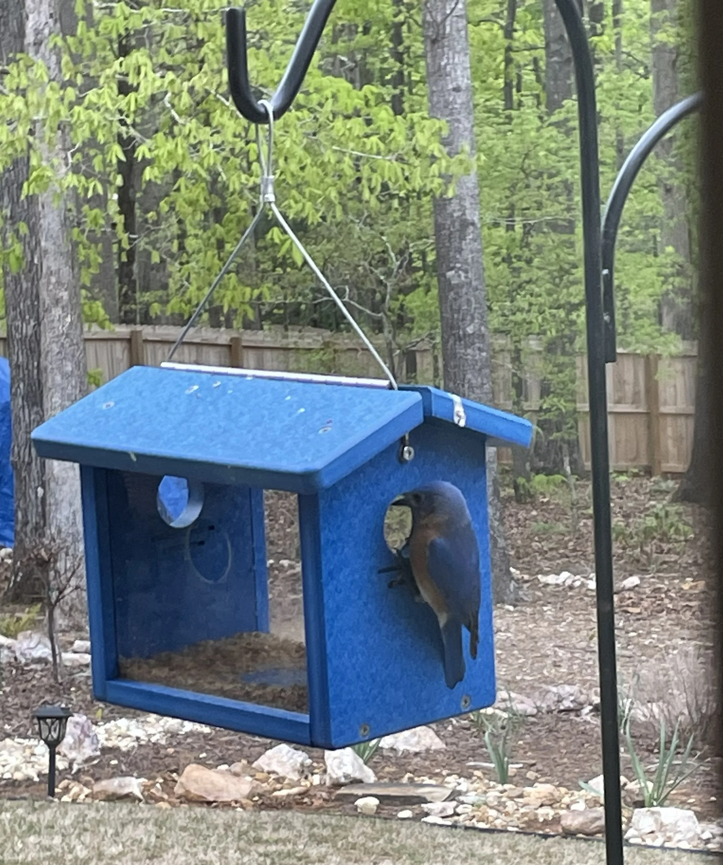 eastern bluebird getting mealworms