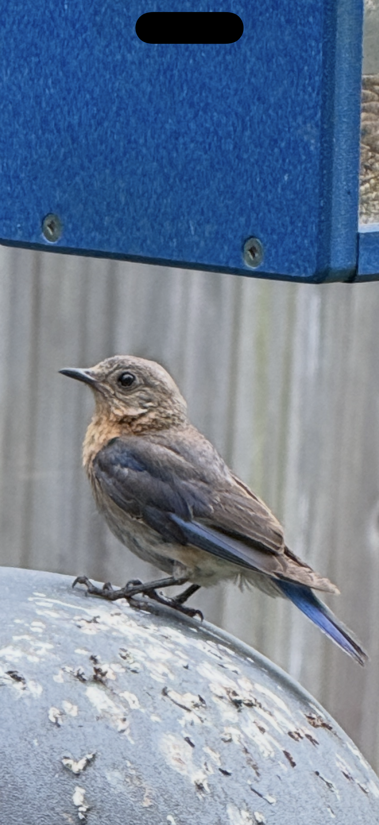 A small bird with brown and blue feathers perched on a metal surface outdoors, near a blue structure.