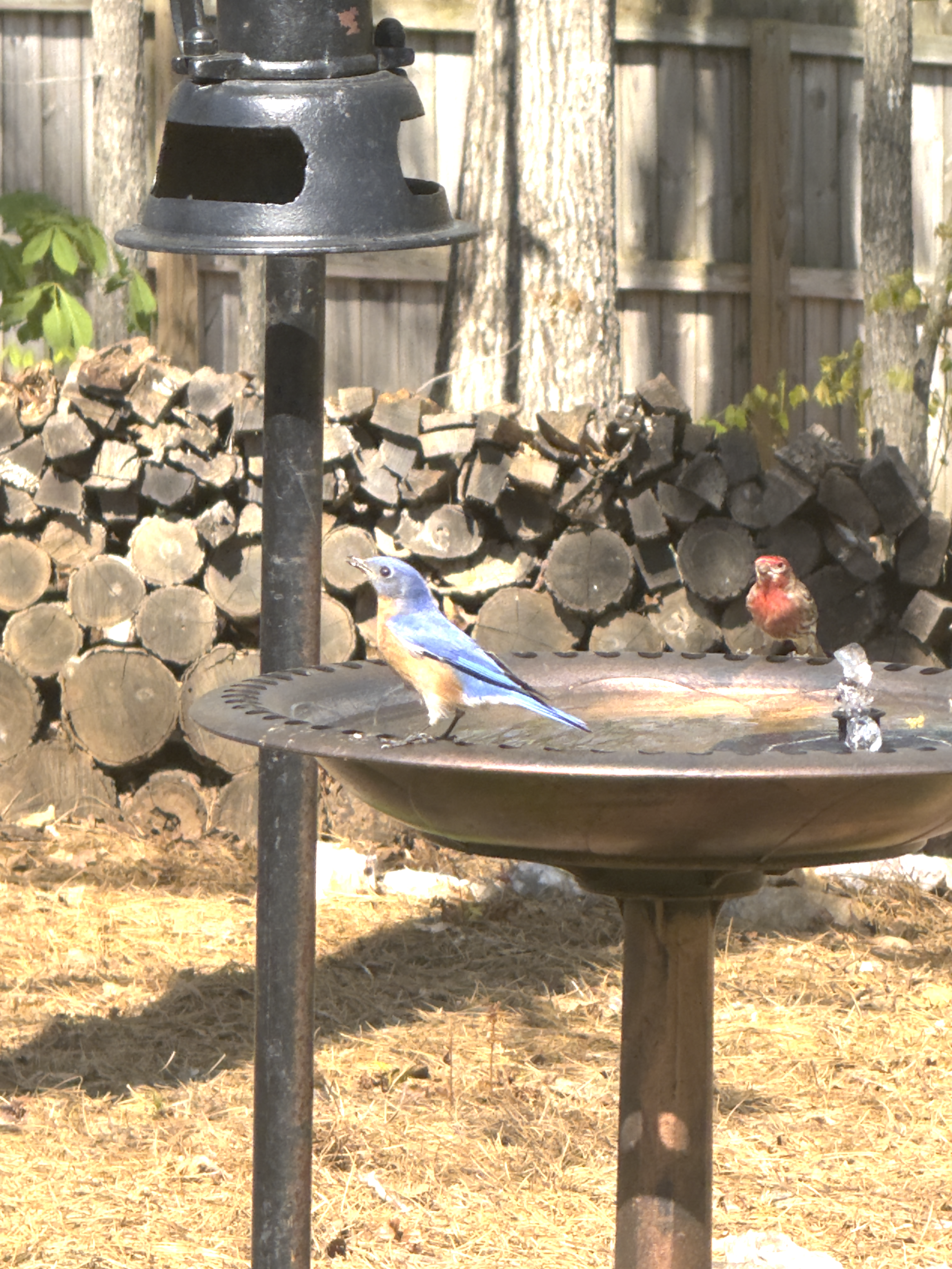 A bird bath with two birds on it, one blue and one red, in a backyard with a wooden fence and firewood stacked in the background.