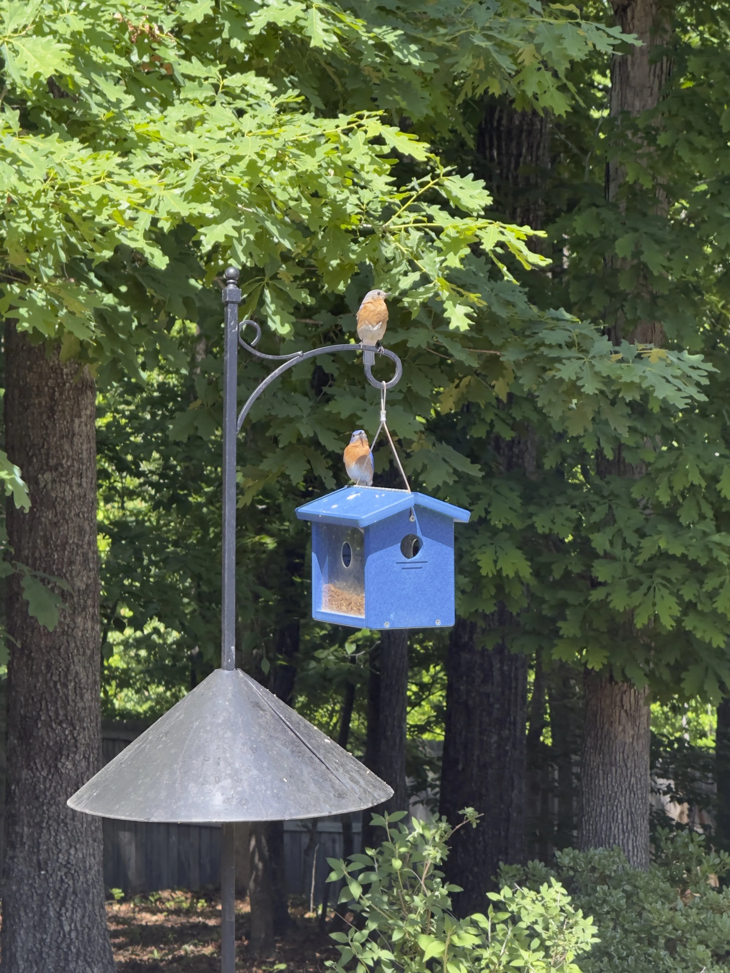 new mealworm feeder.jpeg