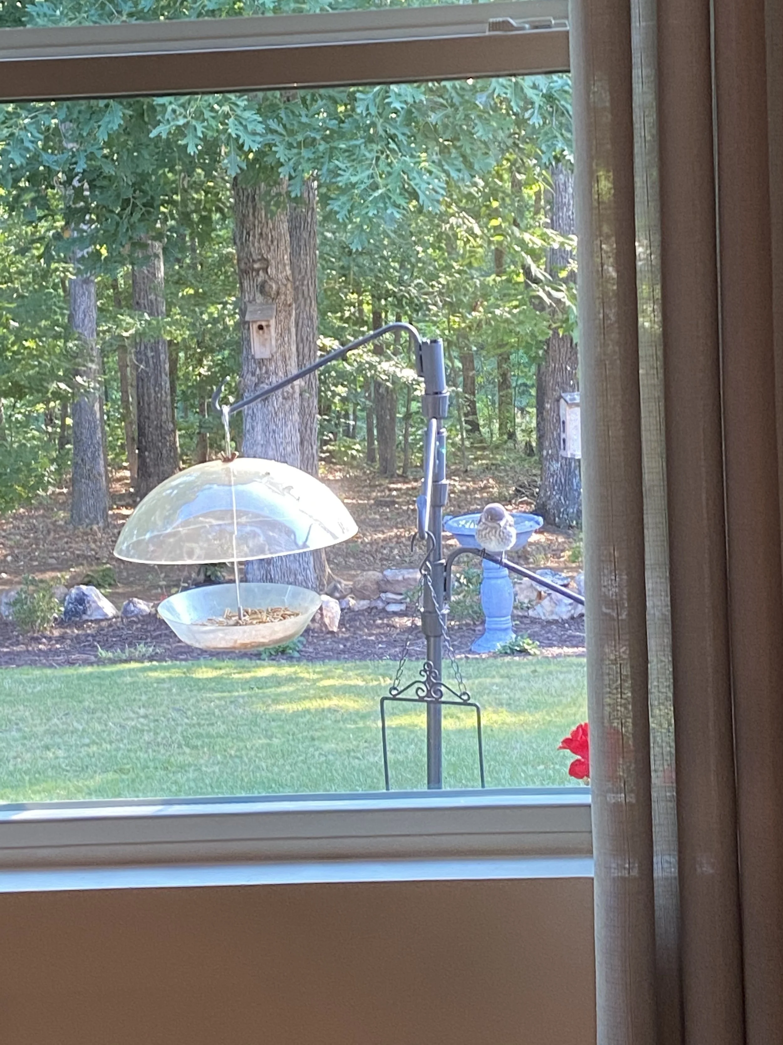 old mealworm feeder.jpg