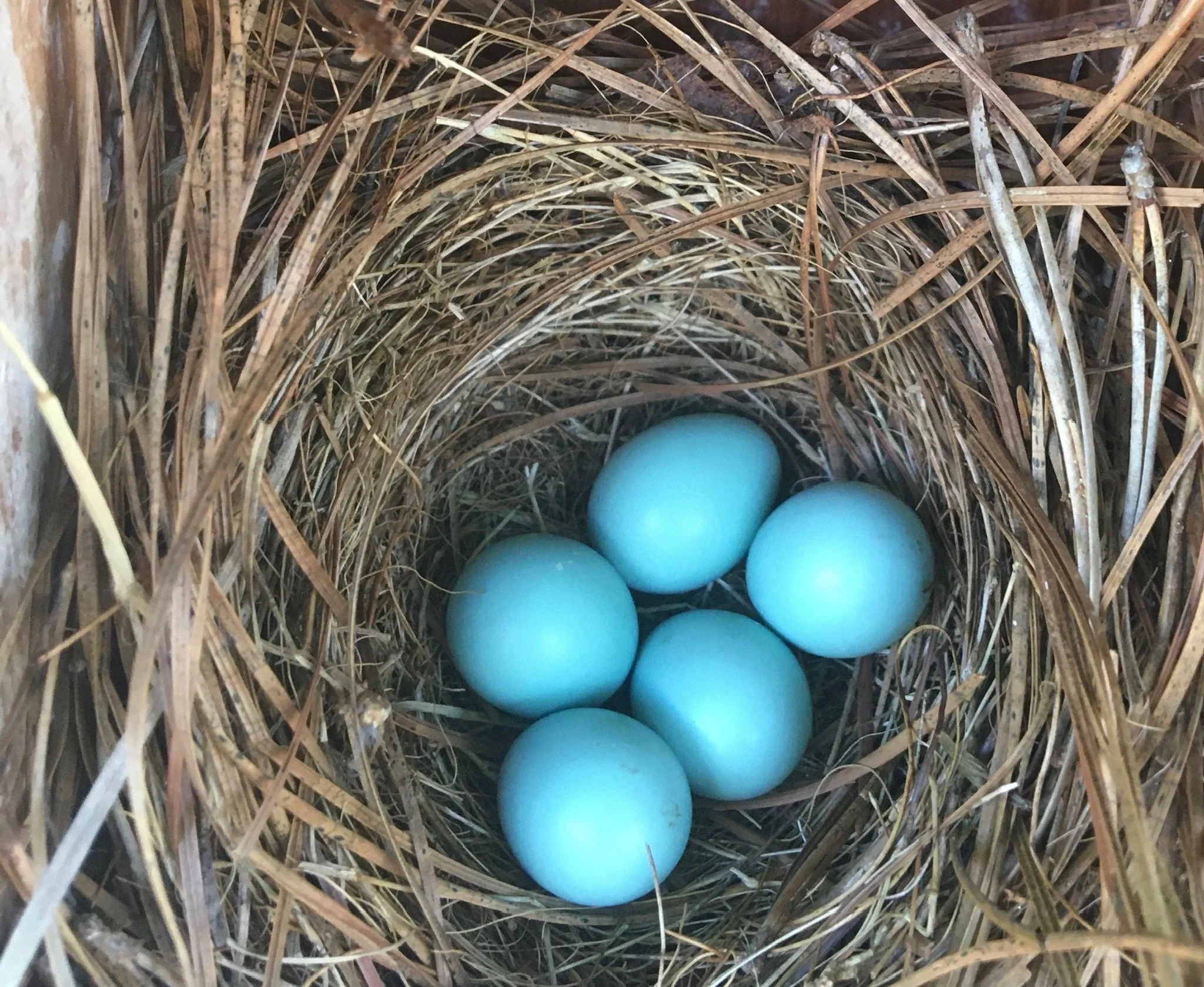 Eastern Bluebird Facts for Kids: Eggs, Hatchlings &amp; Fledglings