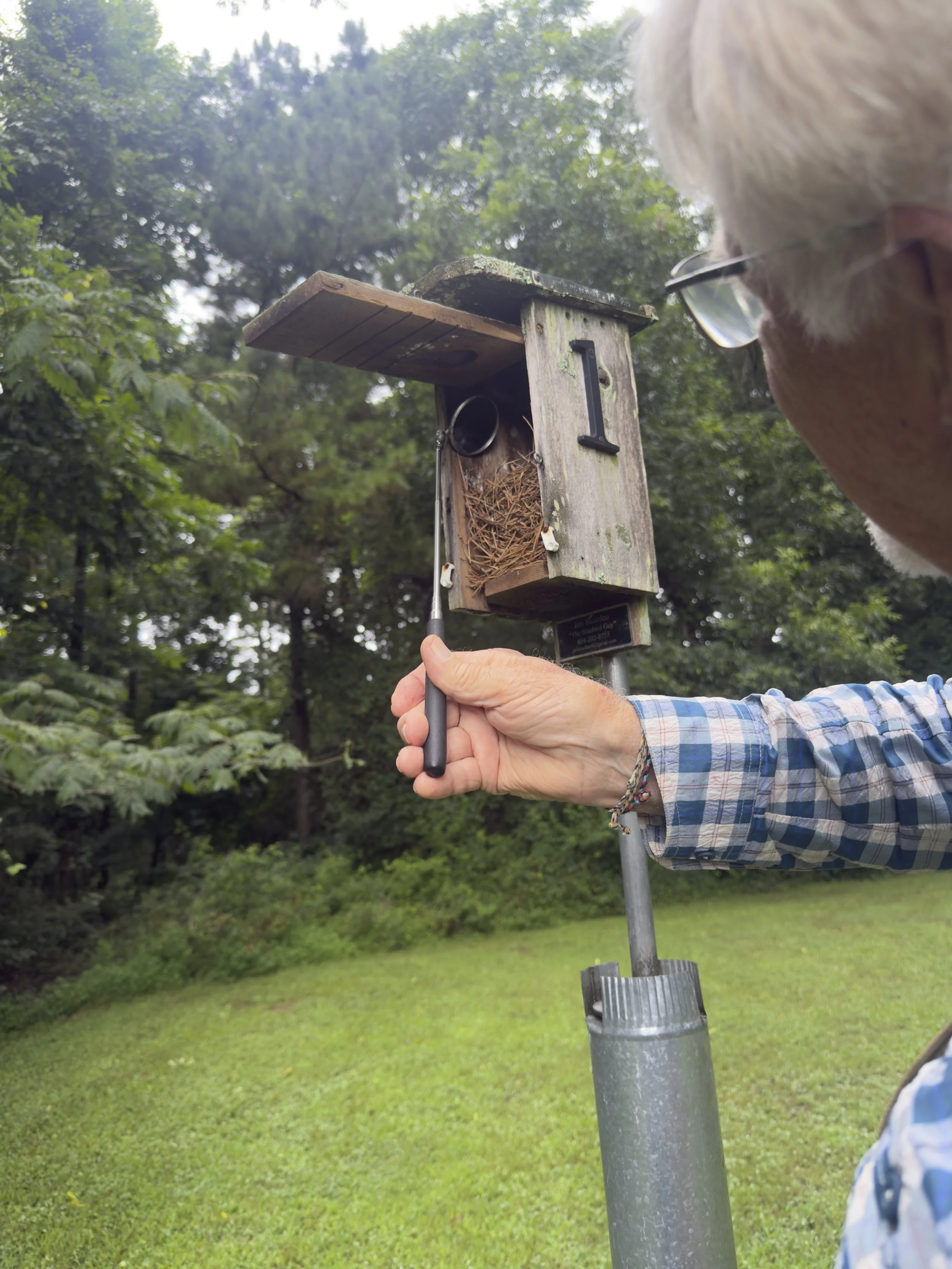 Why Eastern Bluebirds Need Our Help: What We Learned from a Local Conservationist