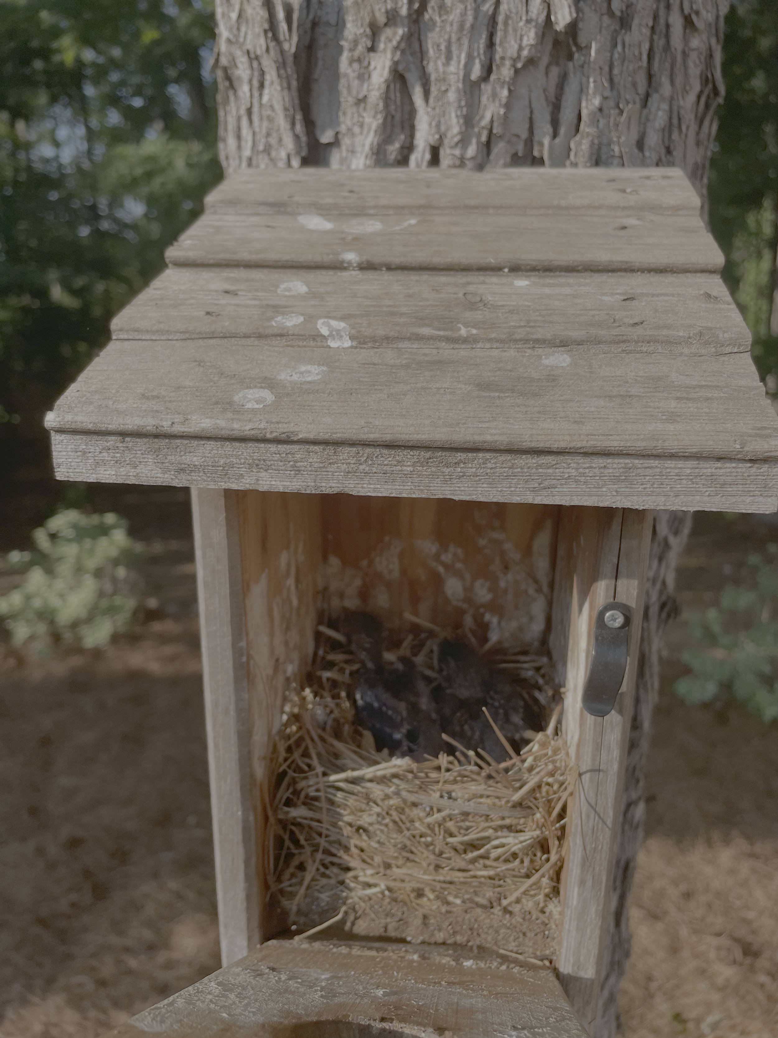 A wooden birdhouse attached to a tree with a metal bracket, filled with straw and bird droppings on the roof.