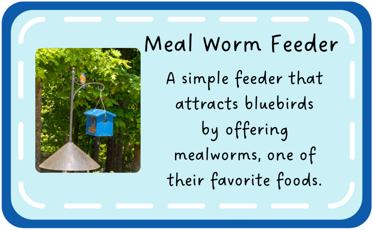 Mealworm bird feeder with eastern bluebird perched on top in backyard setting