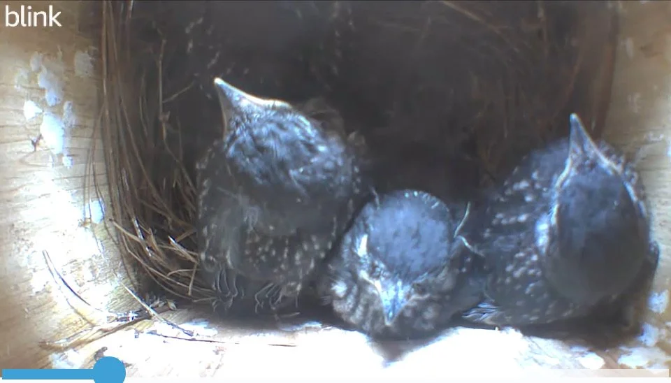 Eastern bluebird babies nearly ready to fledge in nest box