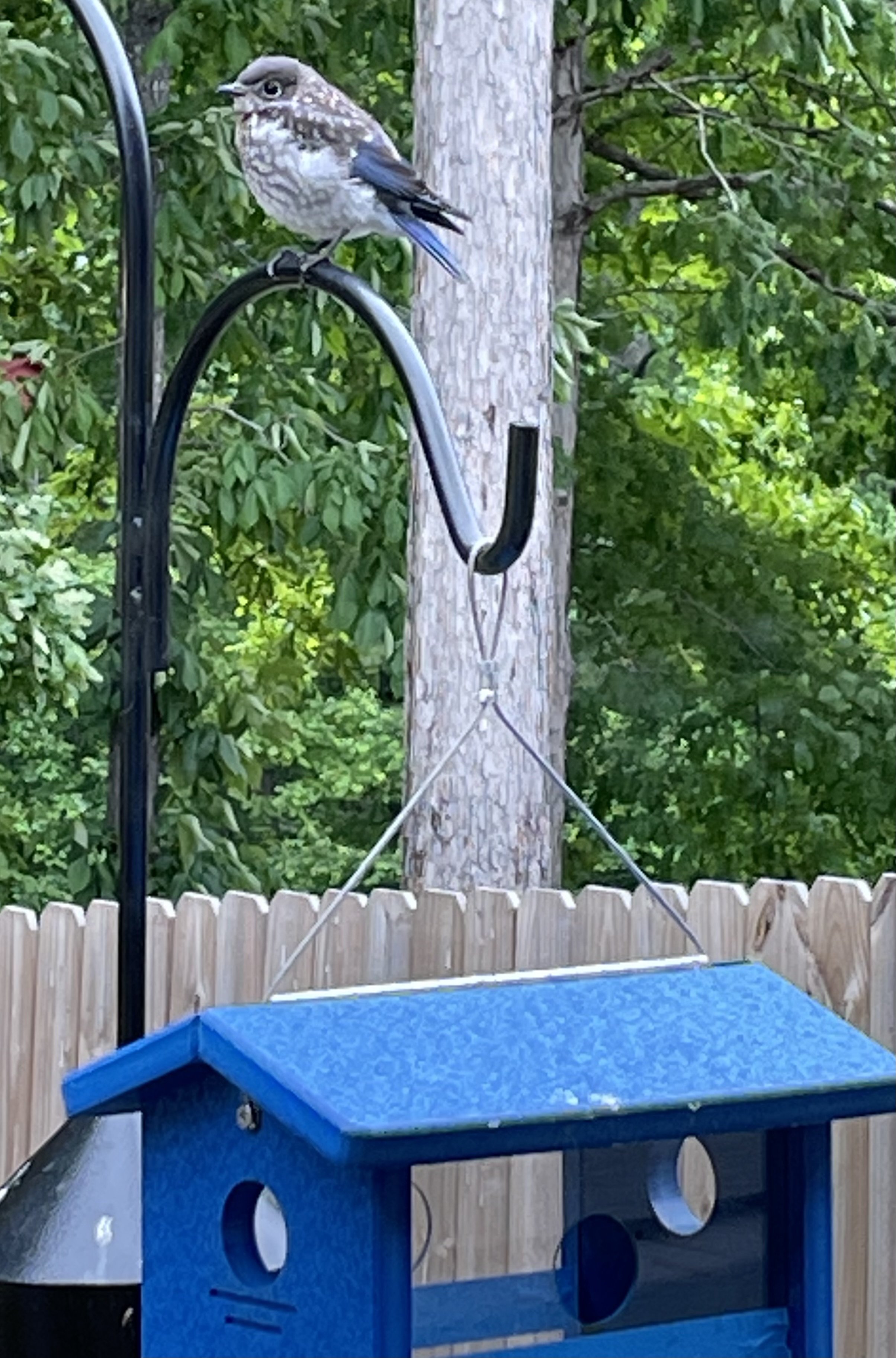 eastern bluebird fledgling perched