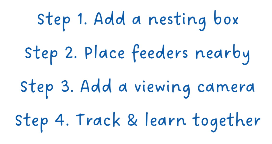 Step-by-step guide to attracting eastern bluebirds: nesting box, feeder, camera, and observation