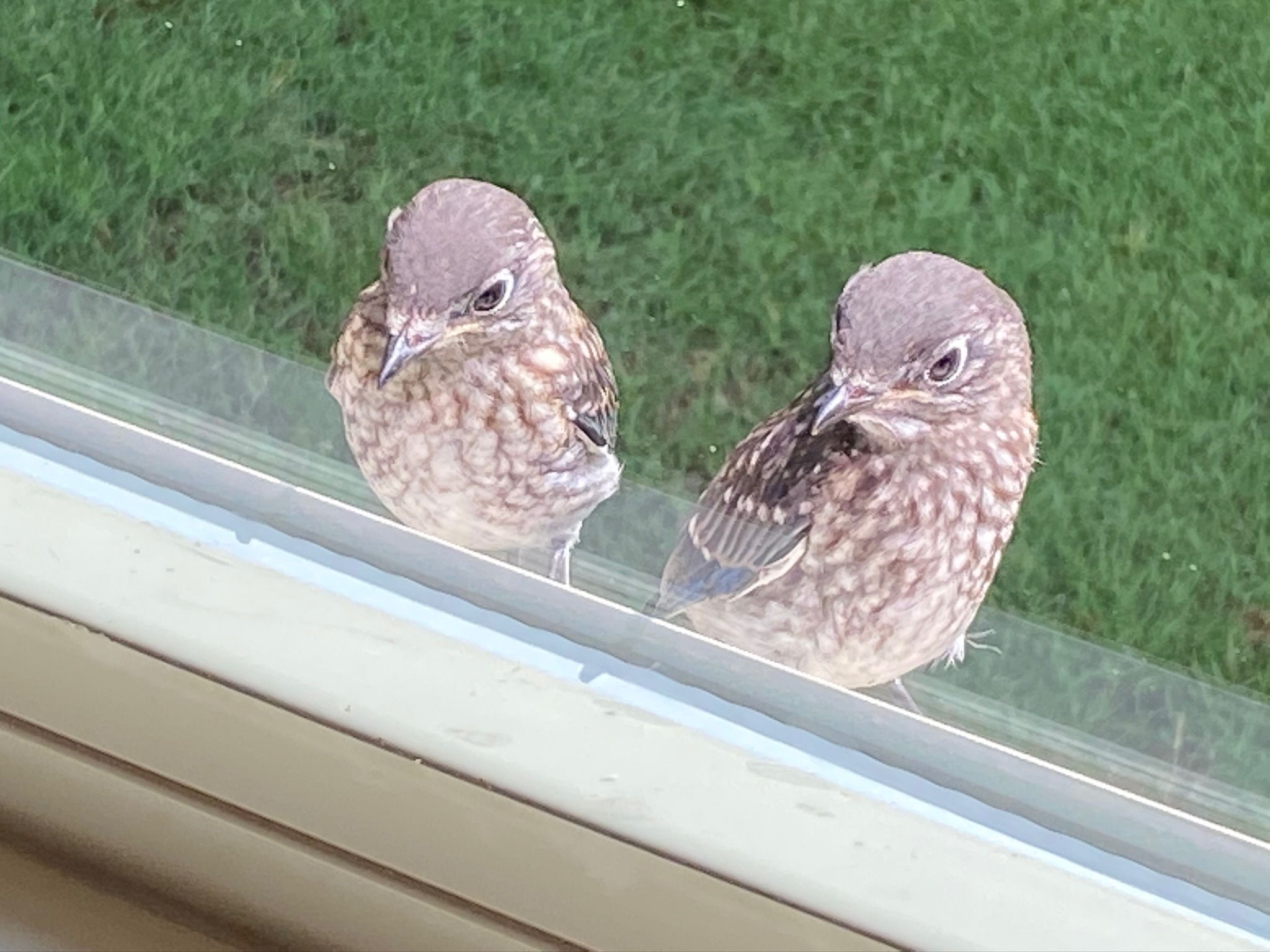 Two quails outside a window looking inside.