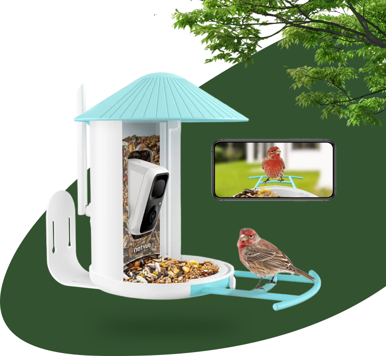 A bird feeder with a clear tube filled with birdseed, a small perch with a bird on it, and a camera mounted on the feeder. A smartphone is capturing an image of the bird. The scene is outdoors with green grass and tree branches.